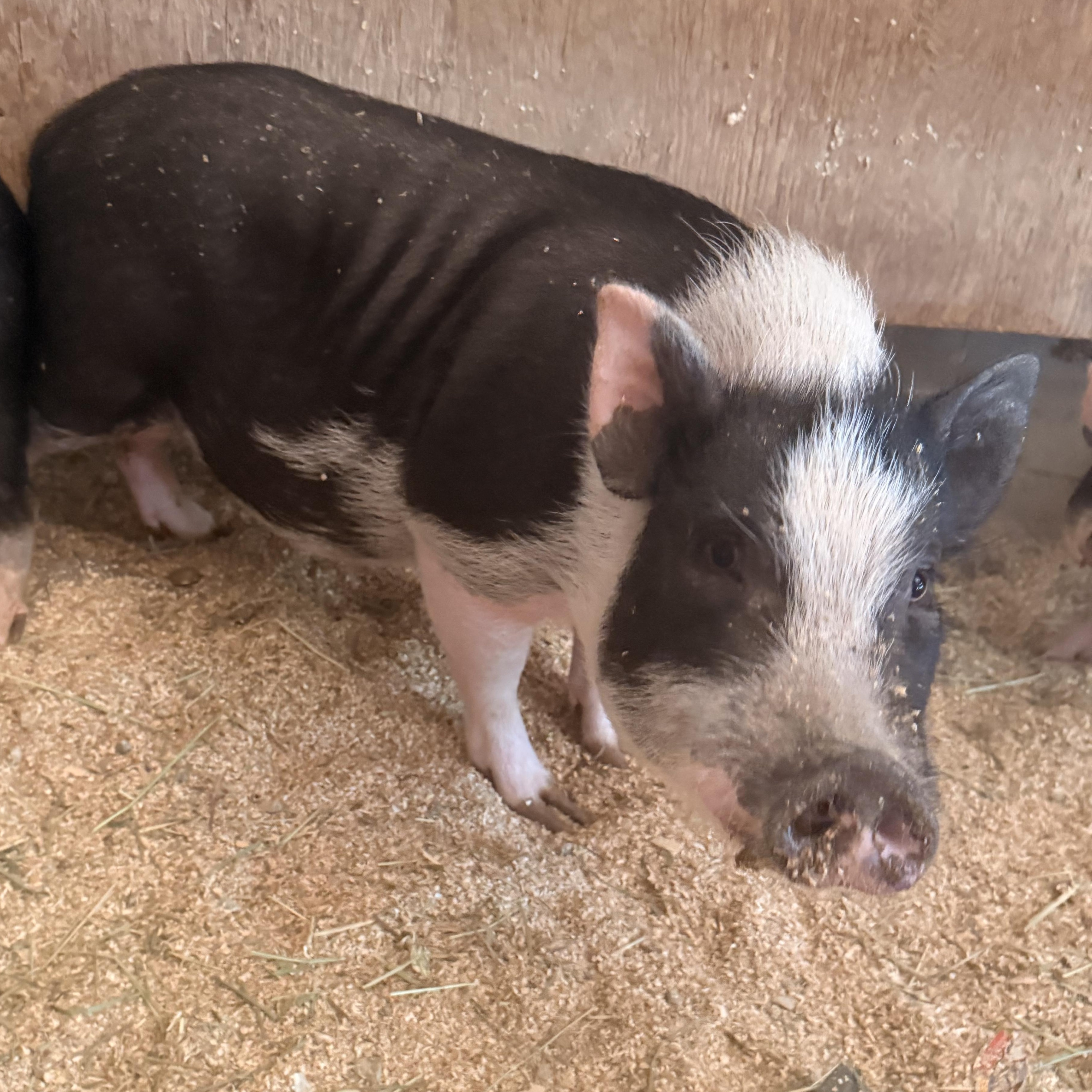 Enlarge Pickles, a Adoptable mixed breed in Torrance, CA image 2/5