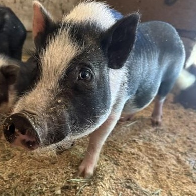 Enlarge Pickles, a Adoptable mixed breed in Torrance, CA image 4/5