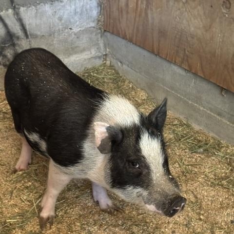 Enlarge Pickles, a Adoptable mixed breed in Torrance, CA image 3/5