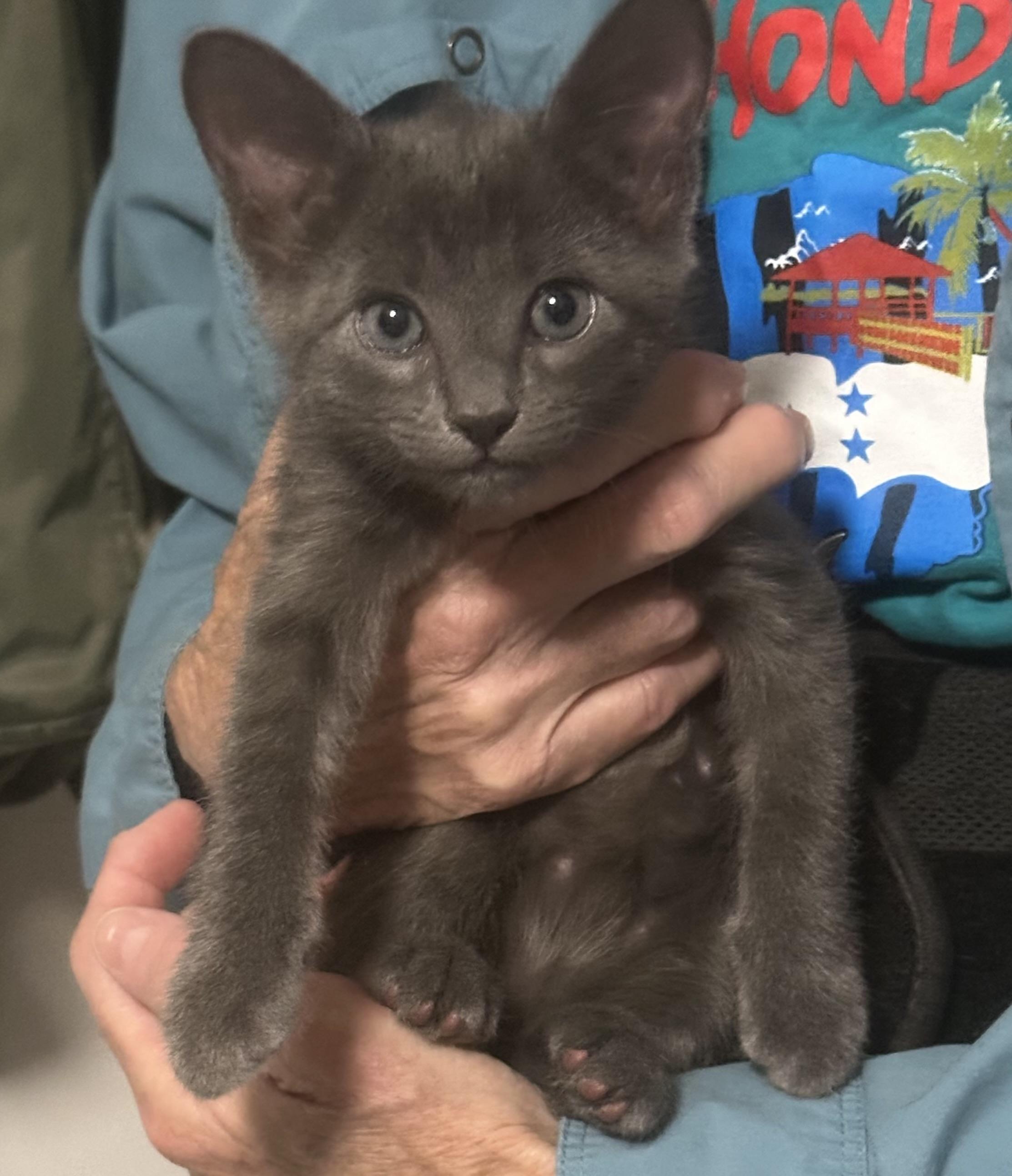 Enlarge KITTENS, a ADOPTABLE mixed breed in pensacola, FL image 5/6