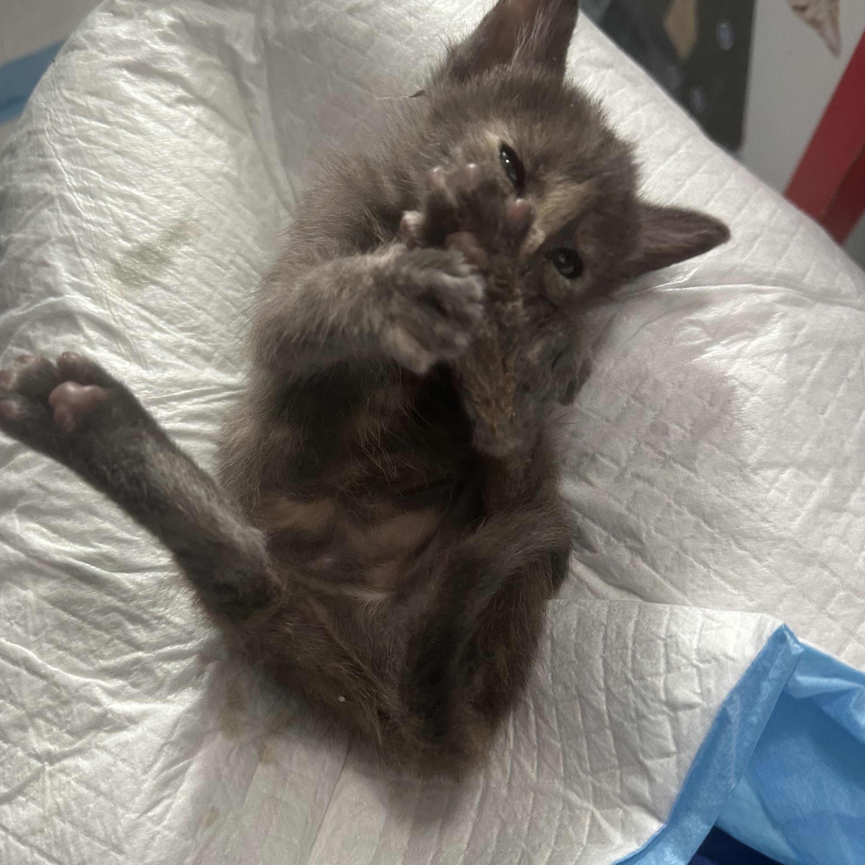 Enlarge KITTENS, a ADOPTABLE mixed breed in pensacola, FL image 2/6