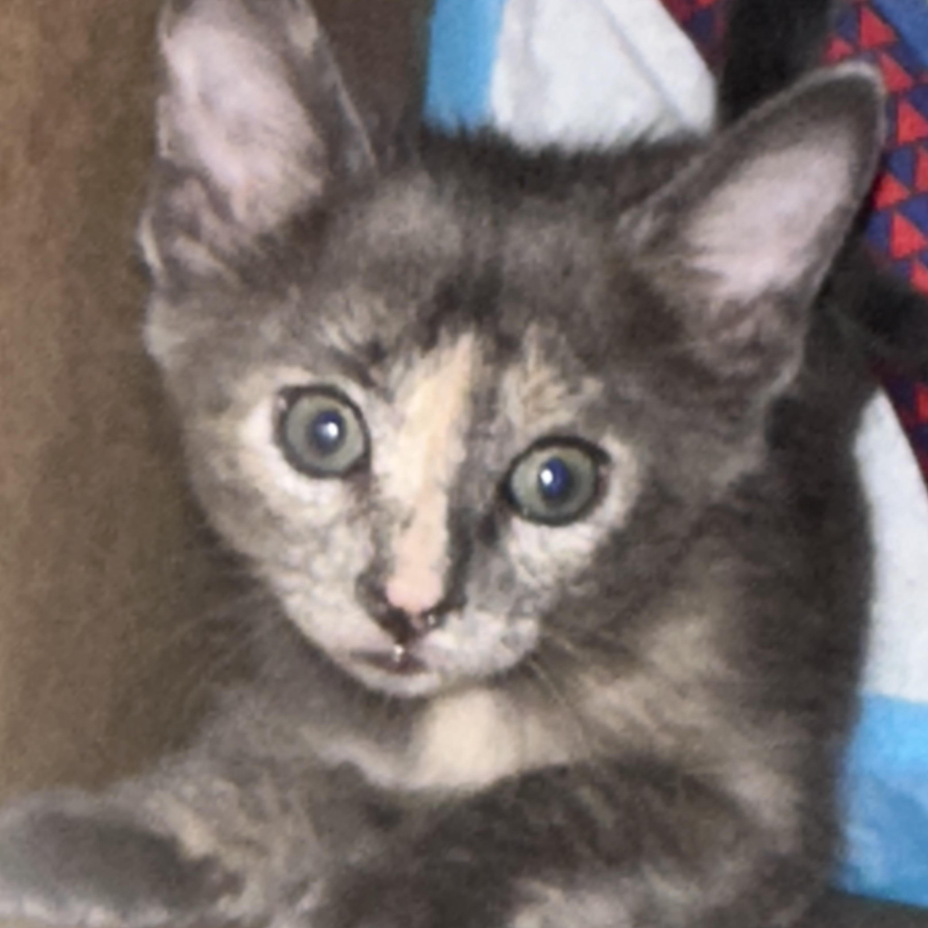 Enlarge KITTENS, a ADOPTABLE mixed breed in pensacola, FL image 1/6