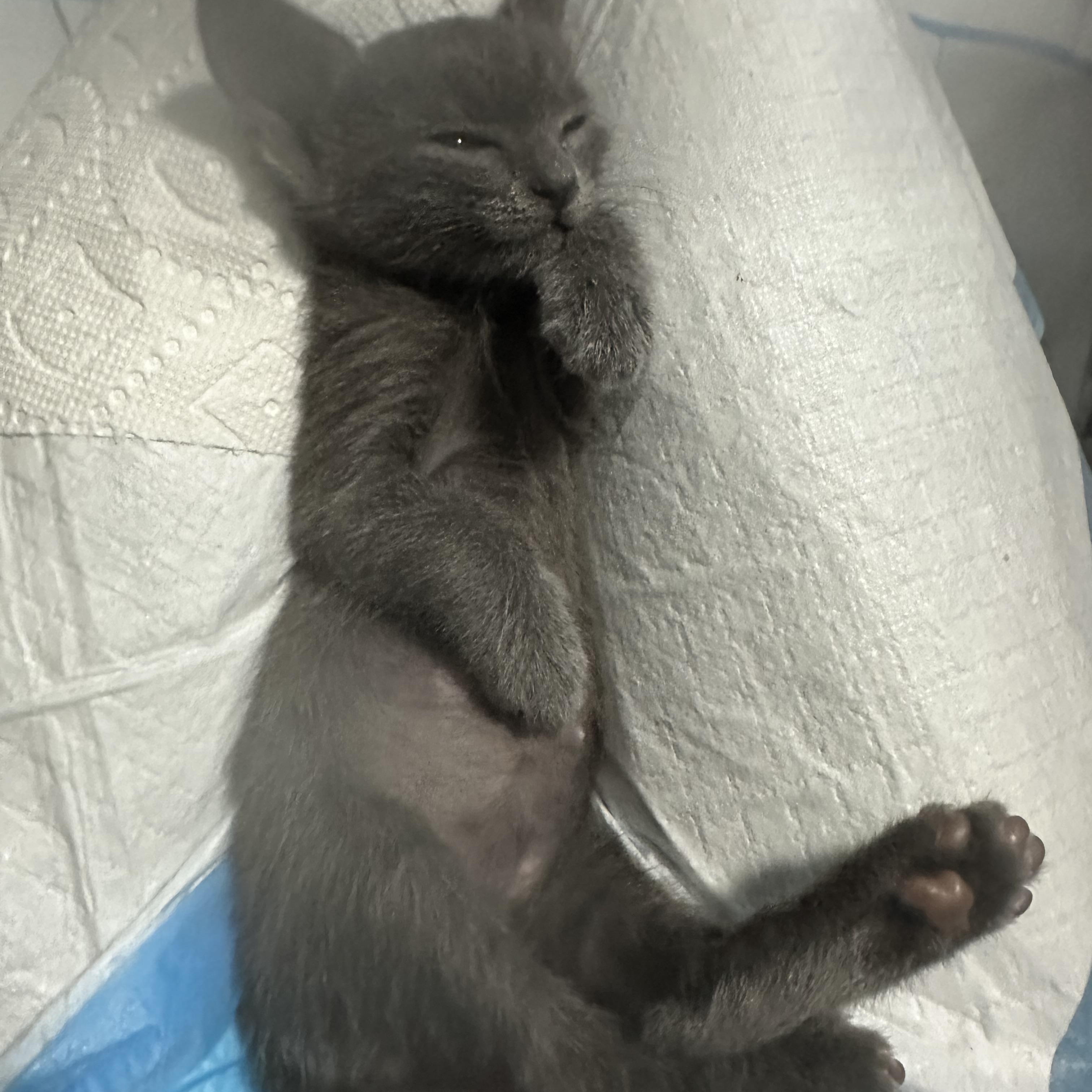Enlarge KITTENS, a ADOPTABLE mixed breed in pensacola, FL image 3/6