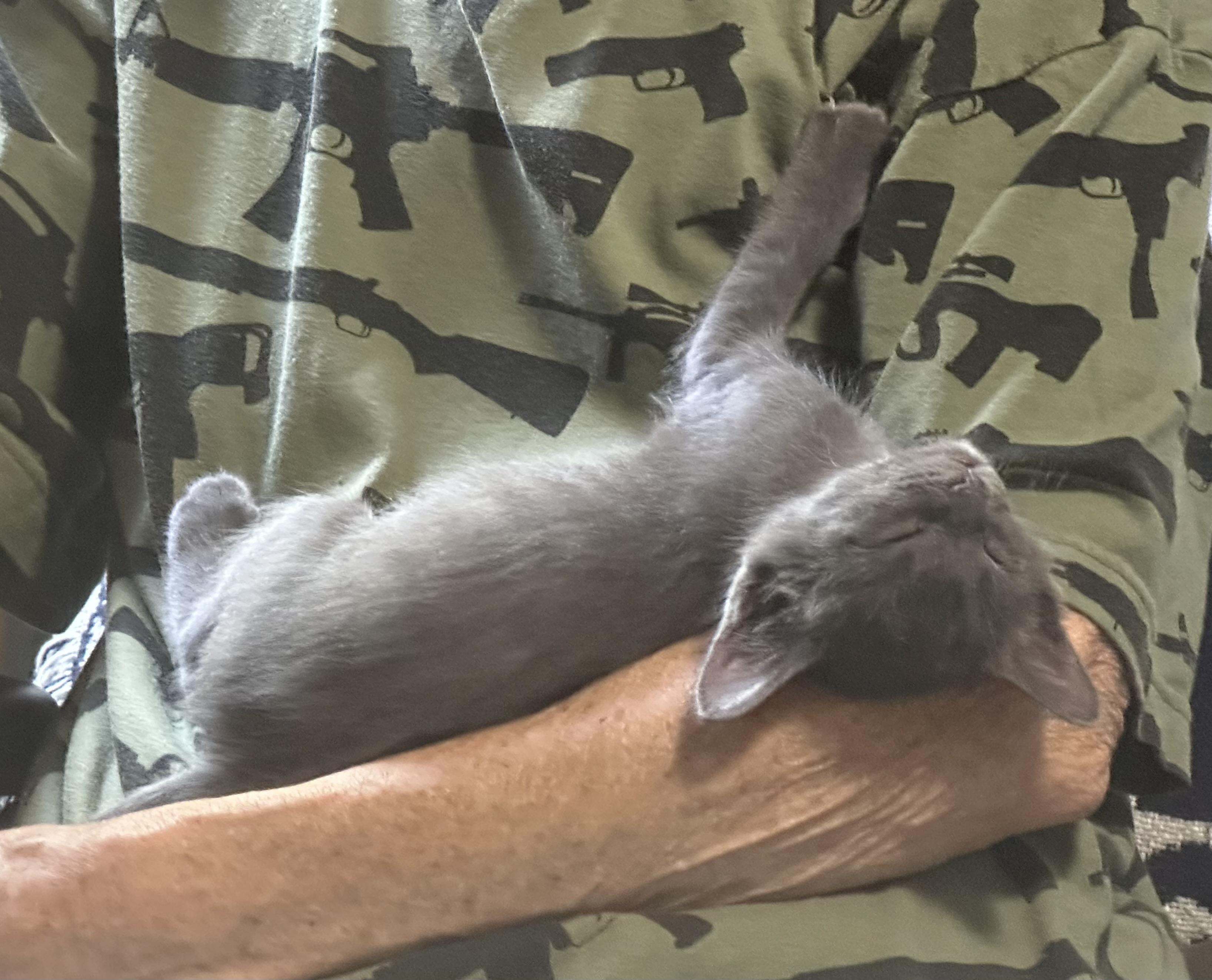 Enlarge KITTENS, a ADOPTABLE mixed breed in pensacola, FL image 4/6