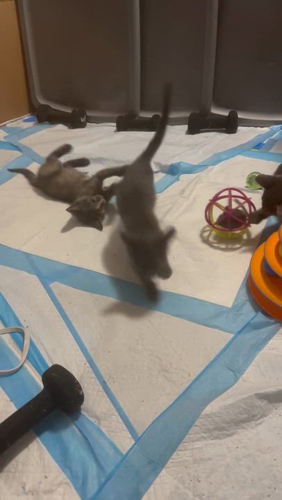 Enlarge KITTENS, a ADOPTABLE mixed breed in pensacola, FL video 6/6