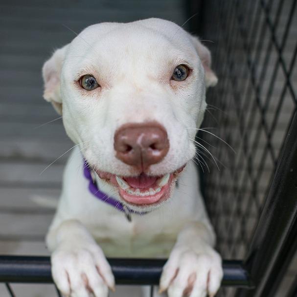 Enlarge Hannover, a Adoptable mixed breed in Bradenton, FL image 1/1