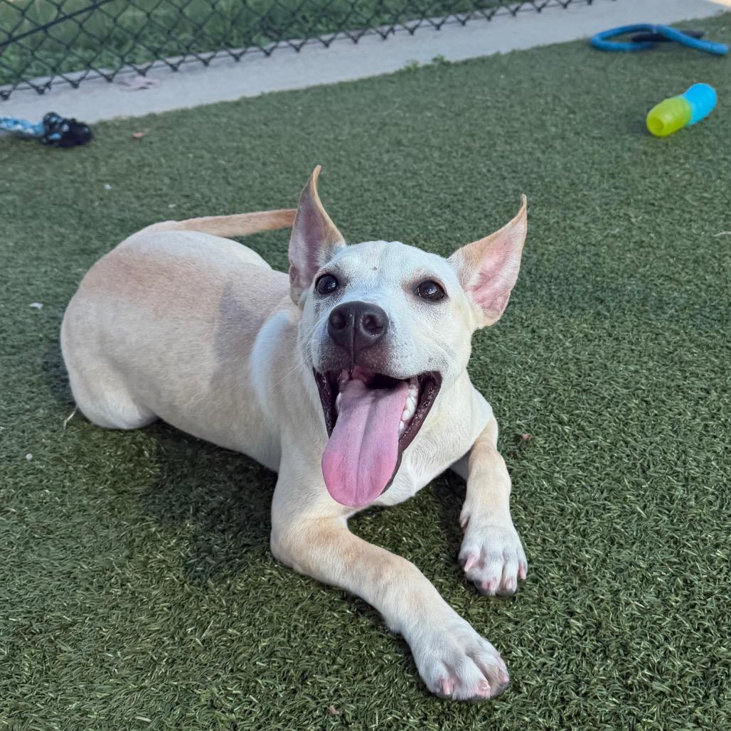Enlarge Mary Poppins, a Adoptable mixed breed in Bryan, TX image 1/6