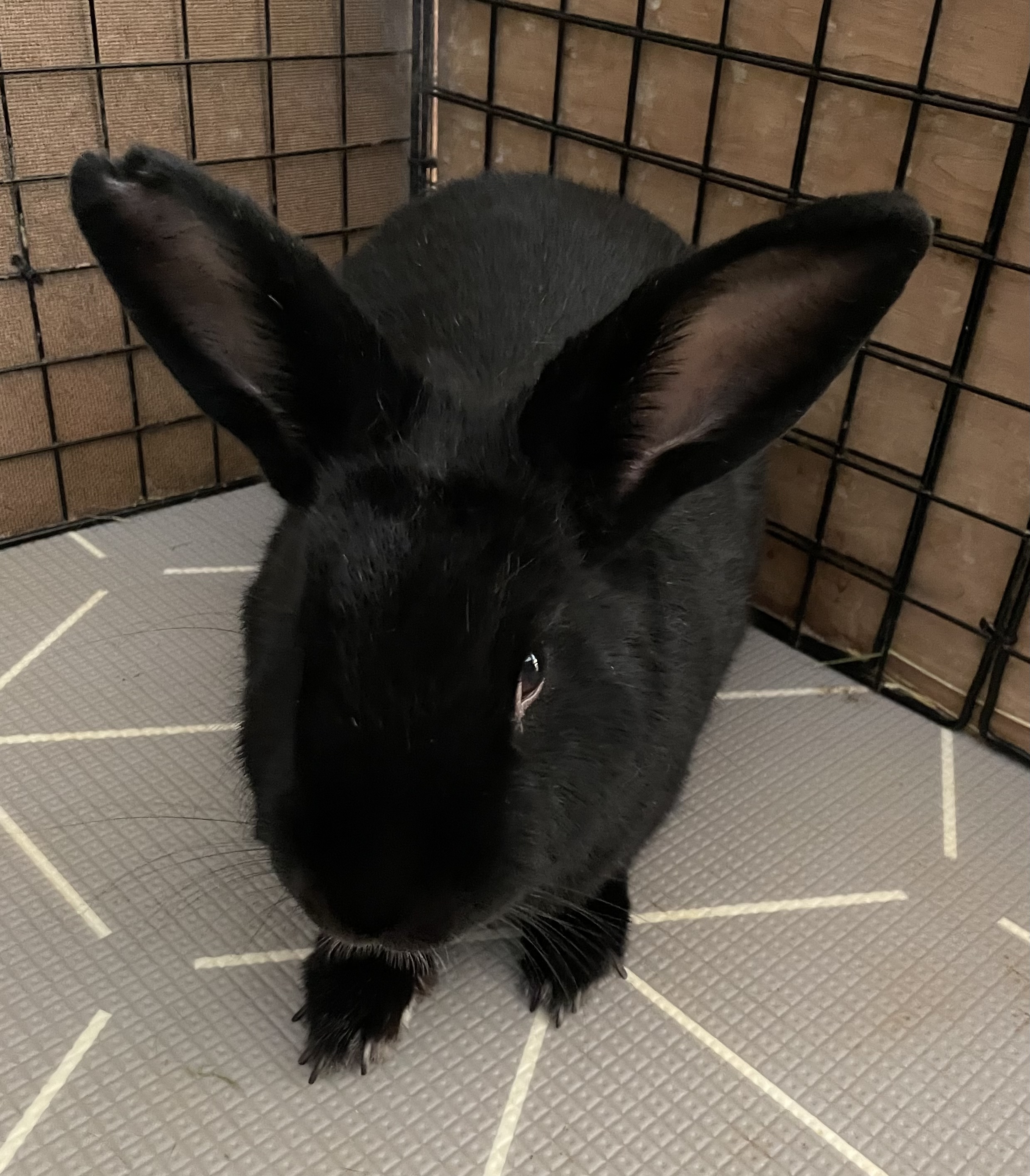 Enlarge Chloe (aka Sabrina), a Adoptable Havana in Los Angeles, CA image 1/6