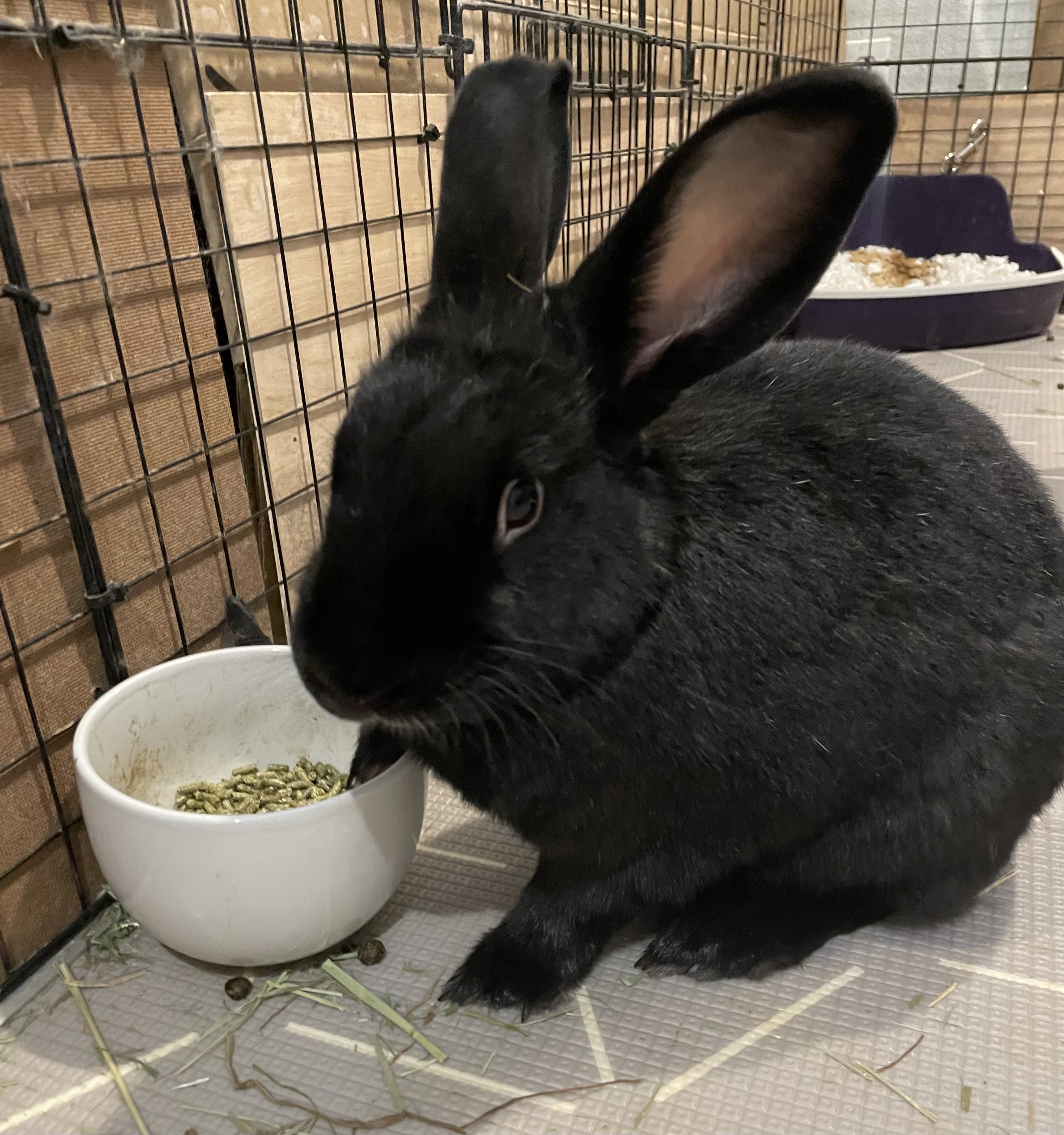 Enlarge Chloe (aka Sabrina), a Adoptable Havana in Los Angeles, CA image 3/6