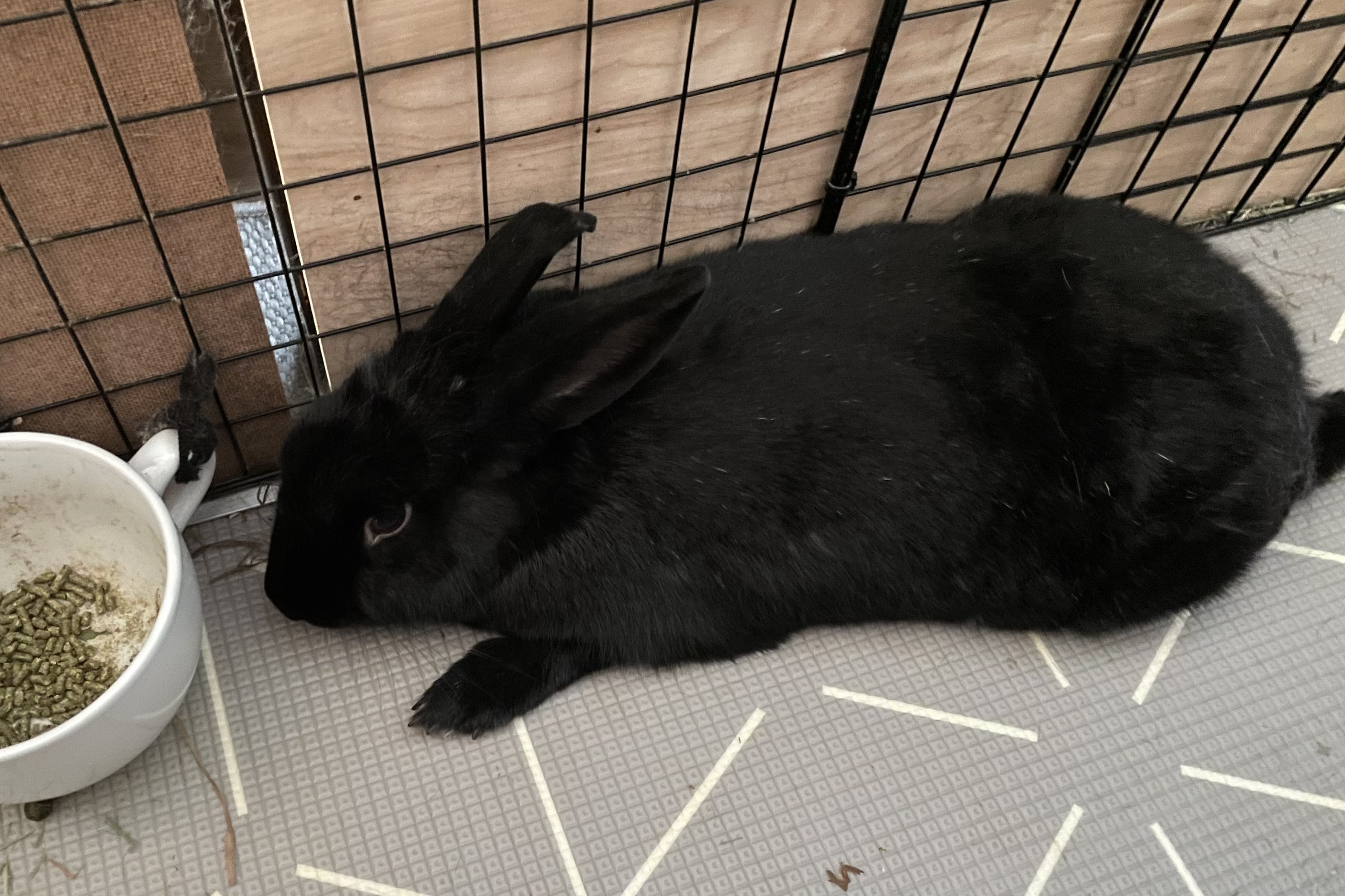 Enlarge Chloe (aka Sabrina), a Adoptable Havana in Los Angeles, CA image 5/6