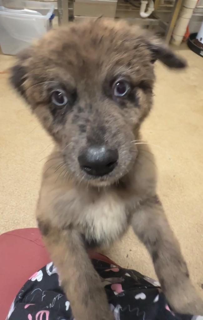 Windy, Adoptable, Puppy Male Australian Cattle Dog / Blue Heeler.