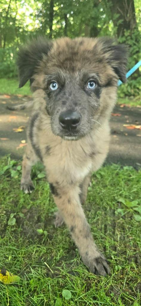 Enlarge Windy, a Adoptable mixed breed in Waverly, NY image 3/4