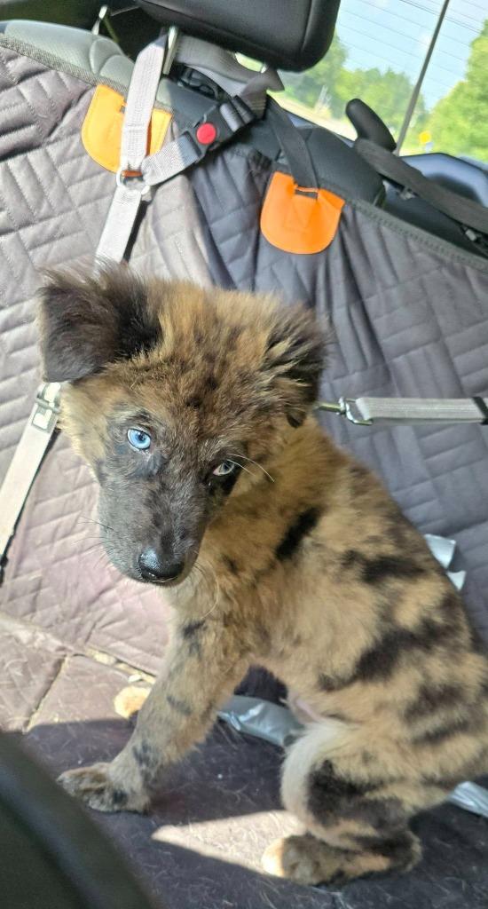Enlarge Windy, a Adoptable mixed breed in Waverly, NY image 4/4