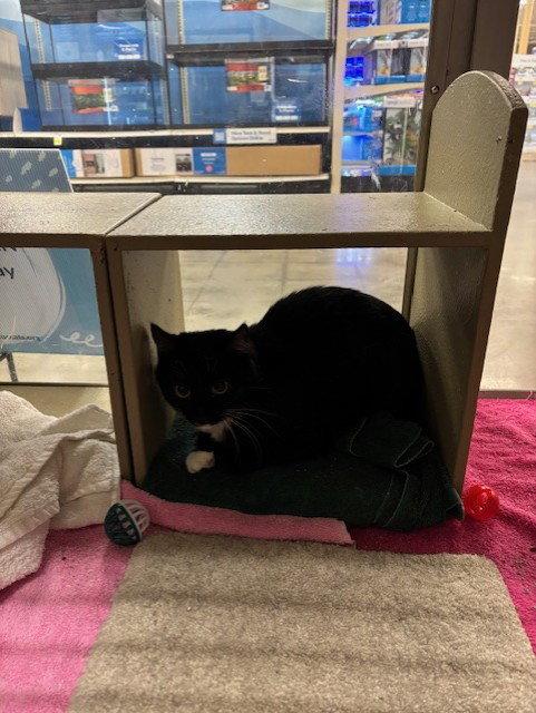 Elwood, Adoptable, Young Male Domestic Short Hair & Tuxedo.