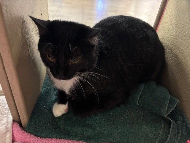 Enlarge Elwood, a Adoptable mixed breed in Fayetteville, GA image 2/3