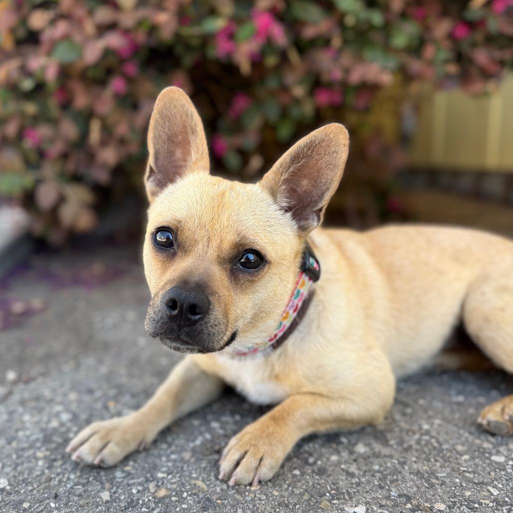 Enlarge Mia, a Adoptable mixed breed in Santa Barbara, CA image 1/4