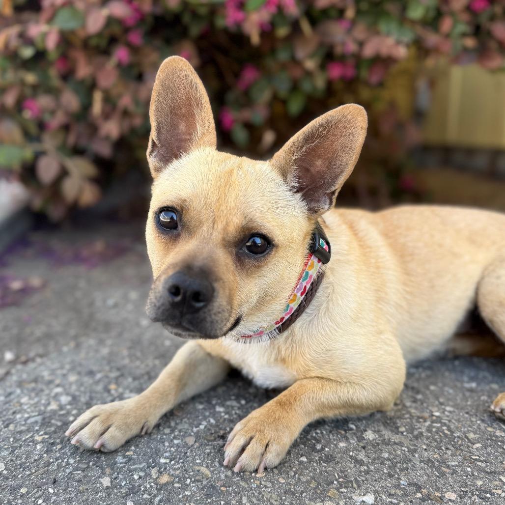 Enlarge Mia, a Adoptable mixed breed in Santa Barbara, CA image 2/4