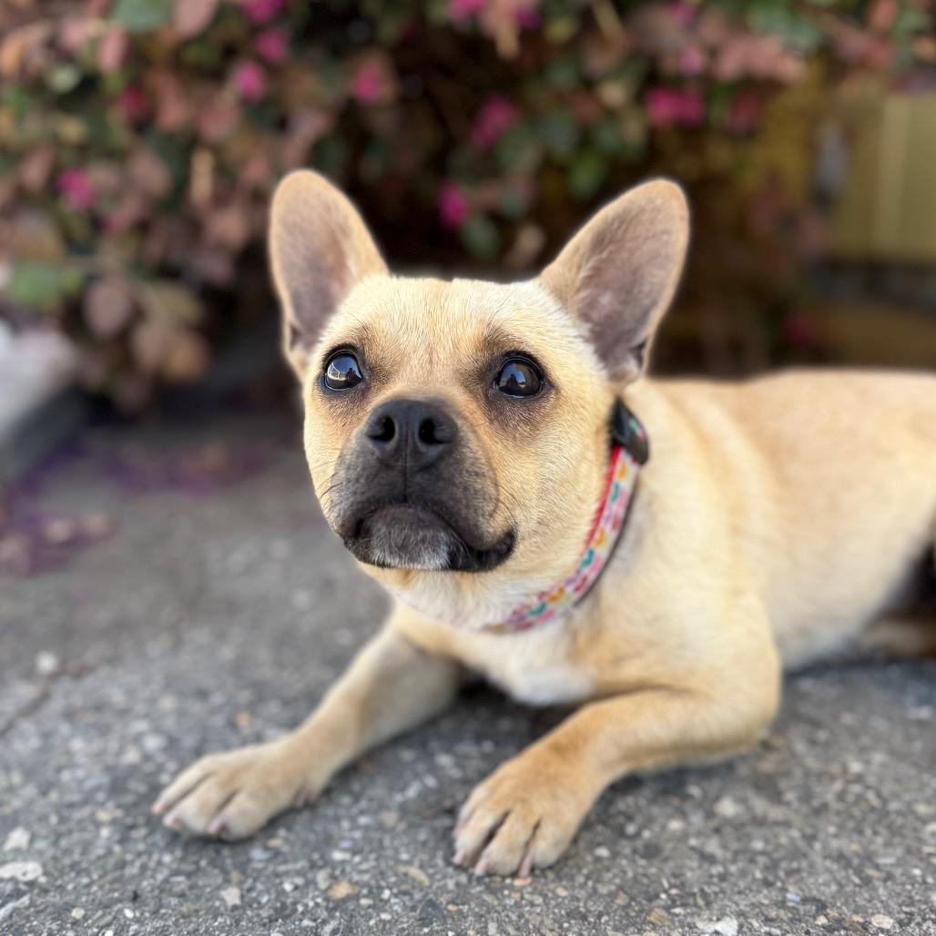 Enlarge Mia, a Adoptable mixed breed in Santa Barbara, CA image 3/4