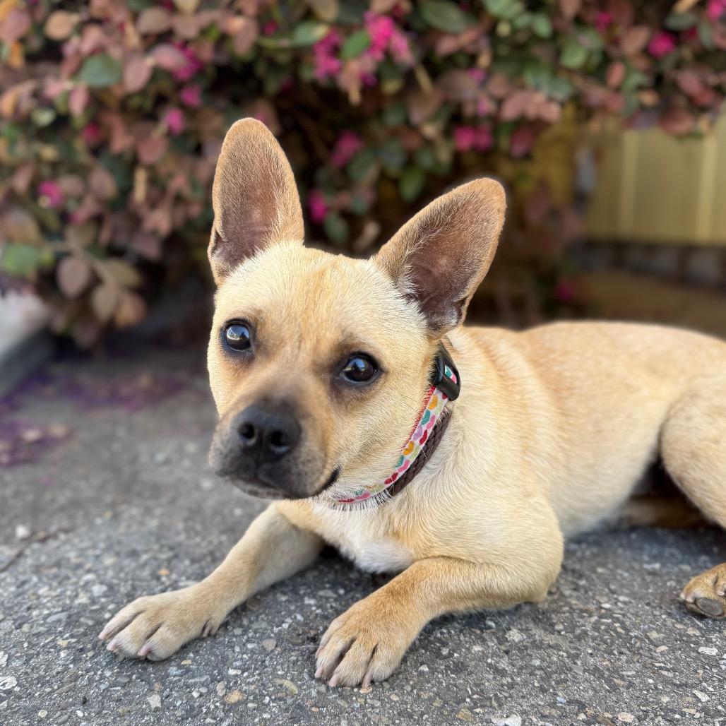 Enlarge Mia, a Adoptable mixed breed in Santa Barbara, CA image 4/4