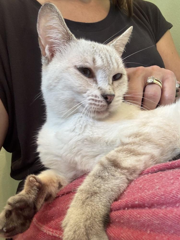 Tigerlily, Adoptable, Kitten Female Siamese.