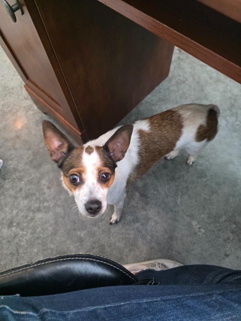 Birdie, a Adoptable mixed breed in Neosho, MO image 2/3