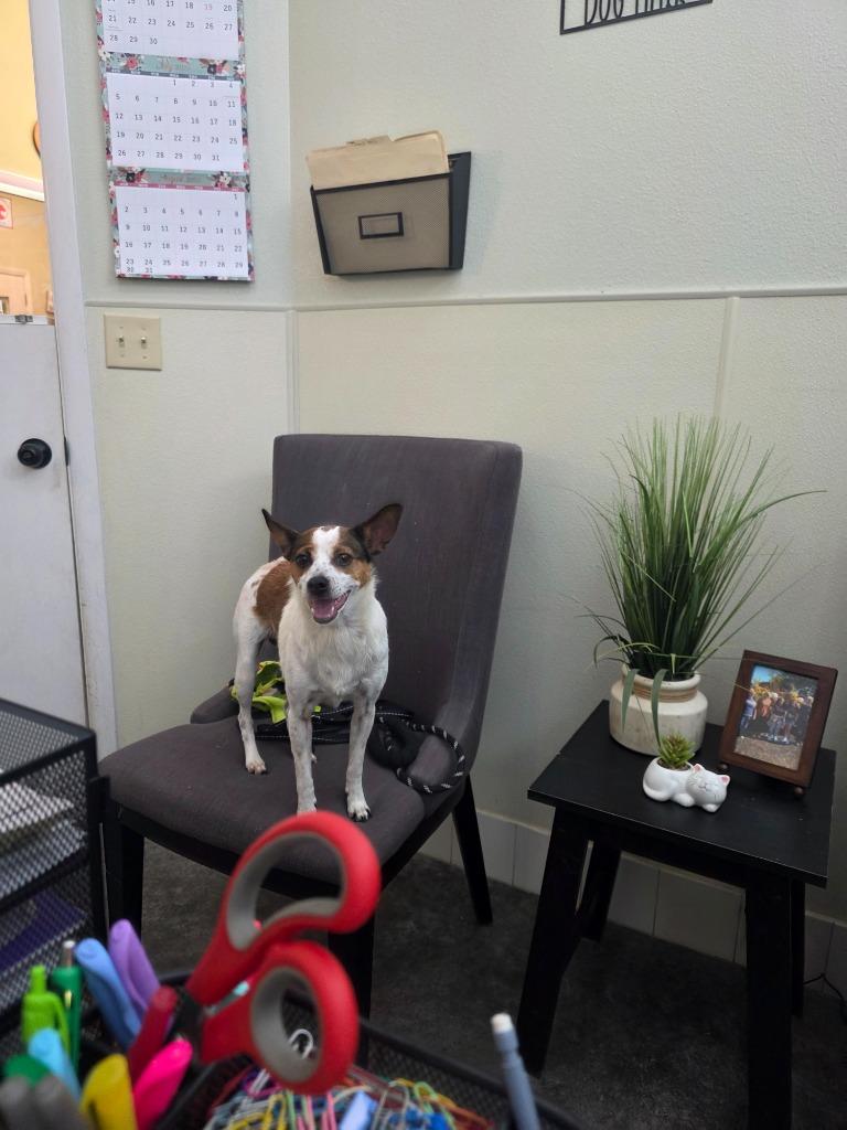 Birdie, a Adoptable mixed breed in Neosho, MO image 3/3