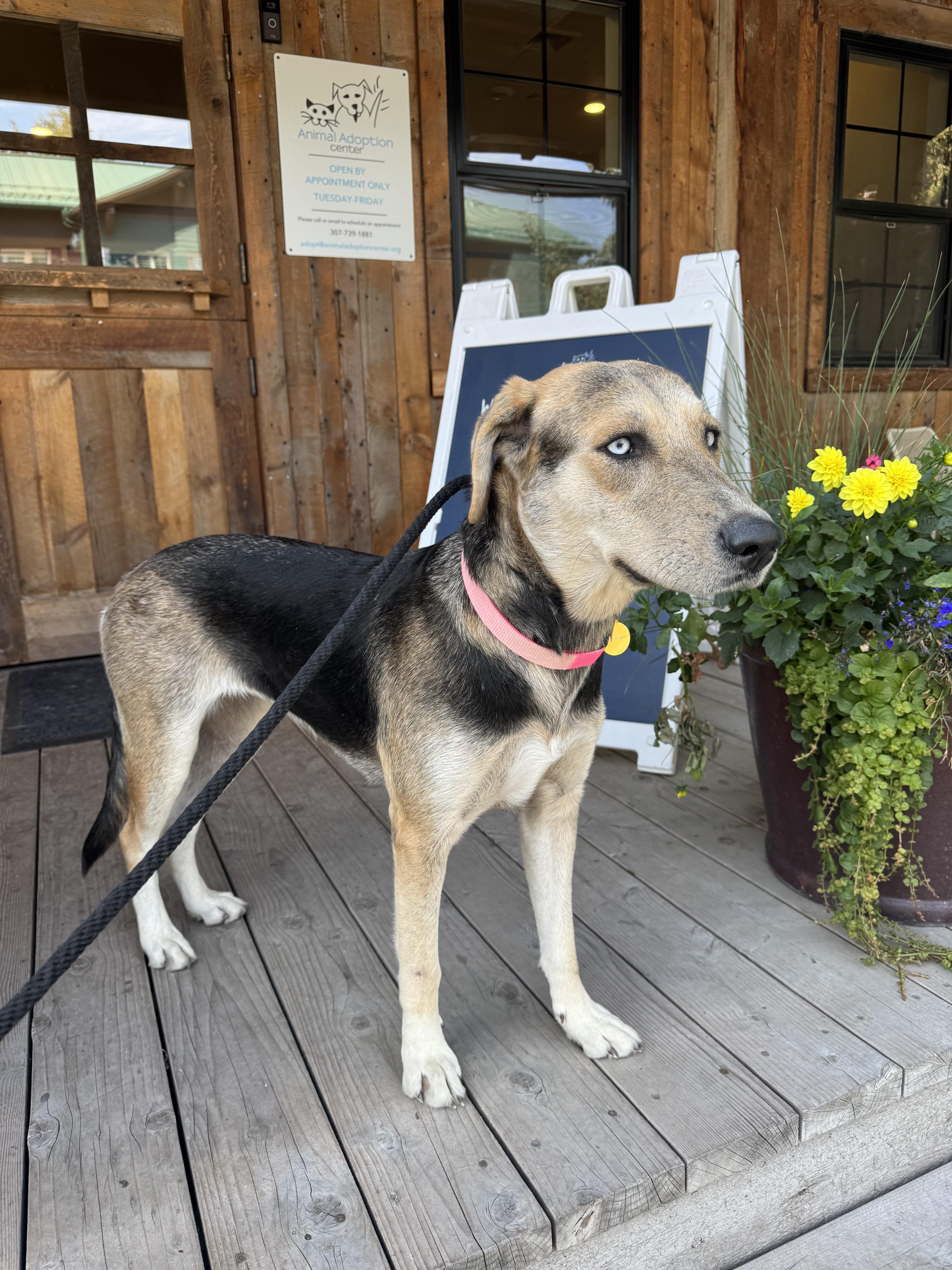 Shasta