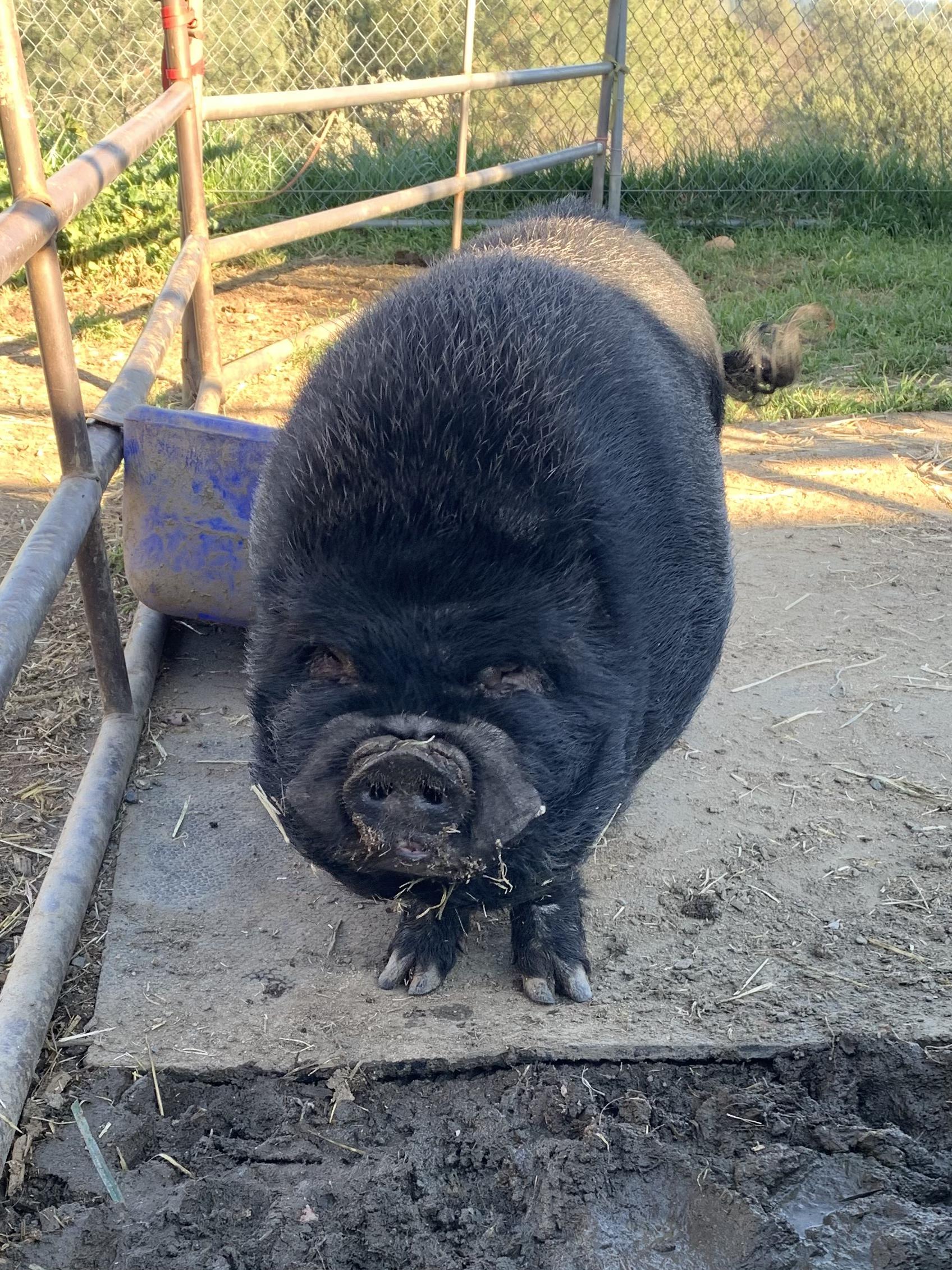 Mr. P., ADOPTABLE, Adult Male Pot Bellied & Vietnamese Pot Bellied.