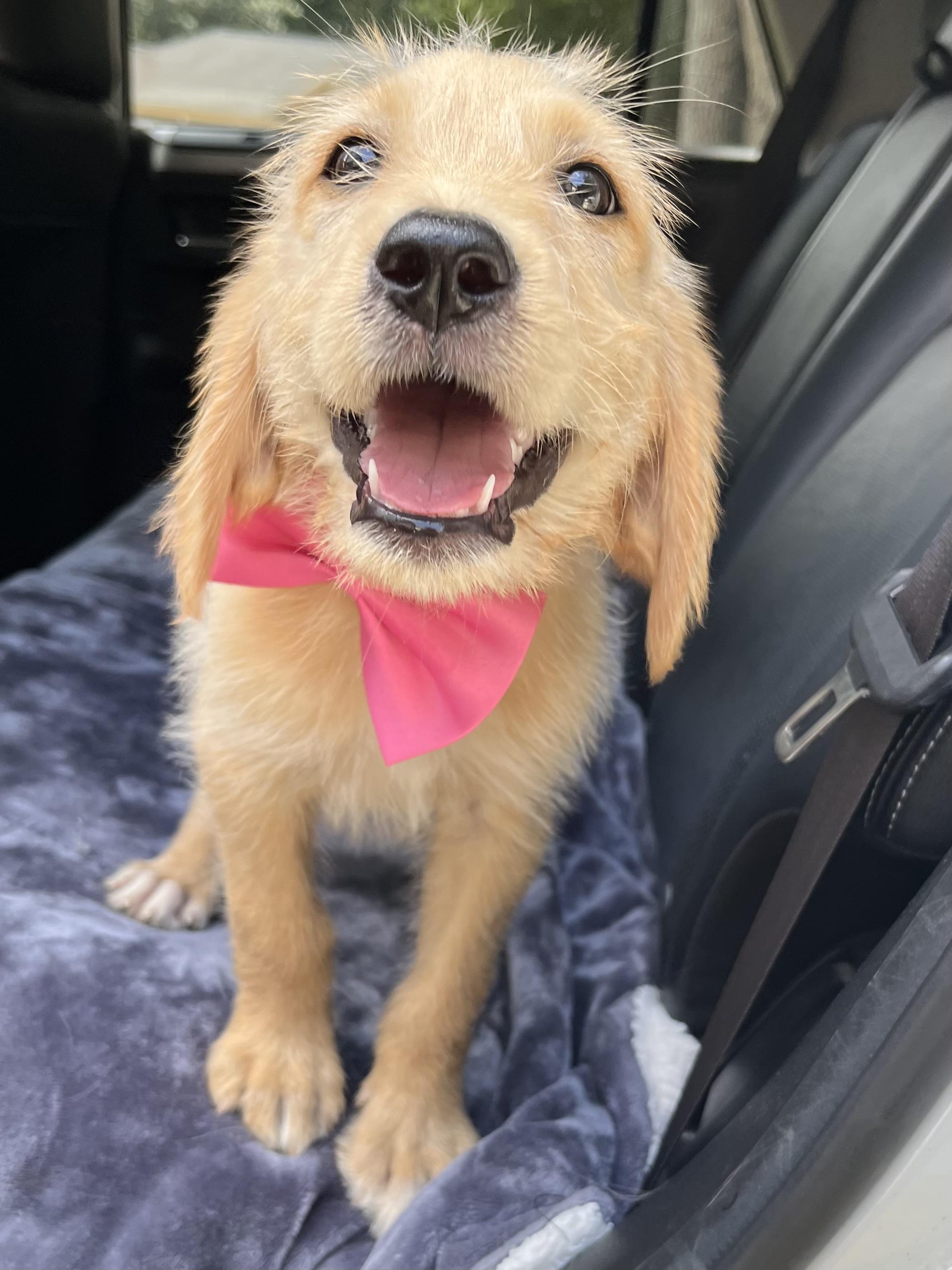 Sandy, Adoptable, Puppy Female Goldendoodle & Mixed Breed.