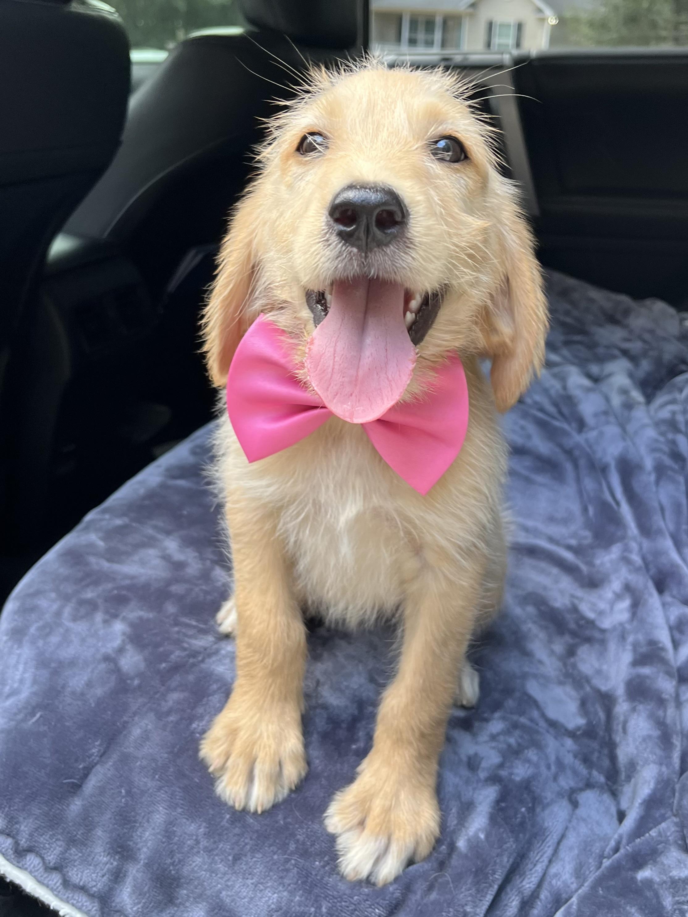 Sandy, a Adoptable mixed breed in Barnwell , SC image 6/6