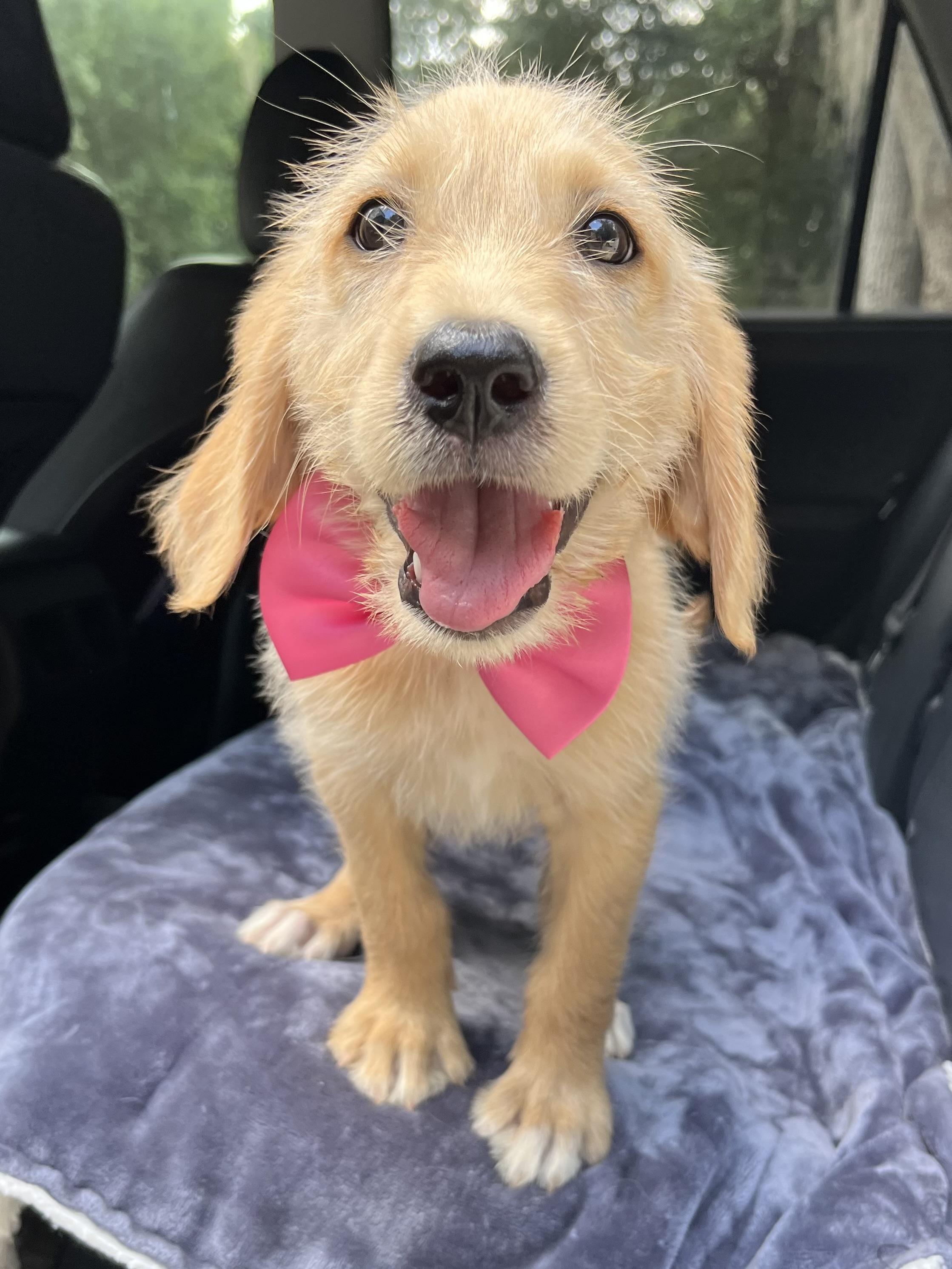 Sandy, a Adoptable mixed breed in Barnwell , SC image 5/6
