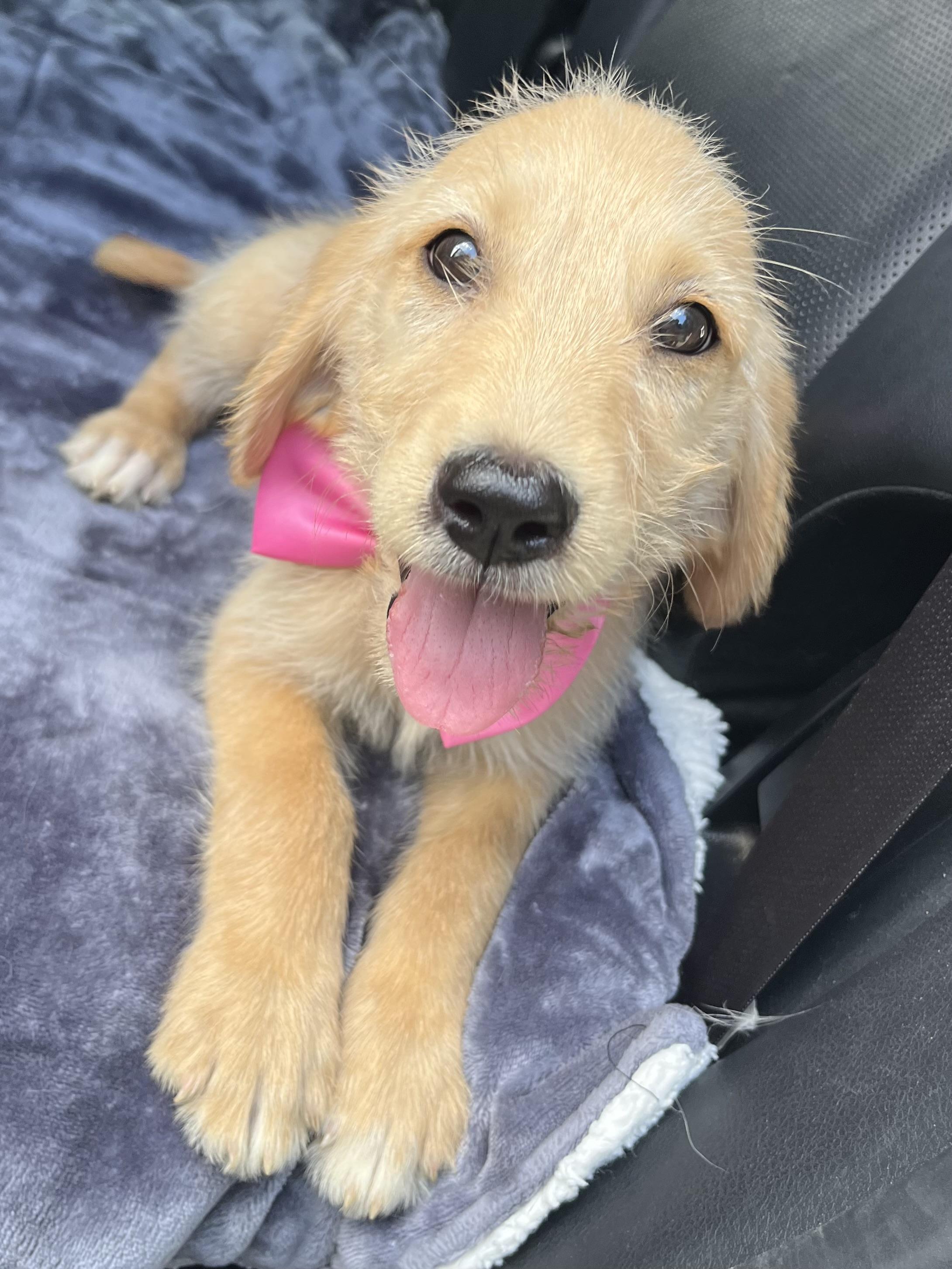 Sandy, a Adoptable mixed breed in Barnwell , SC image 4/6