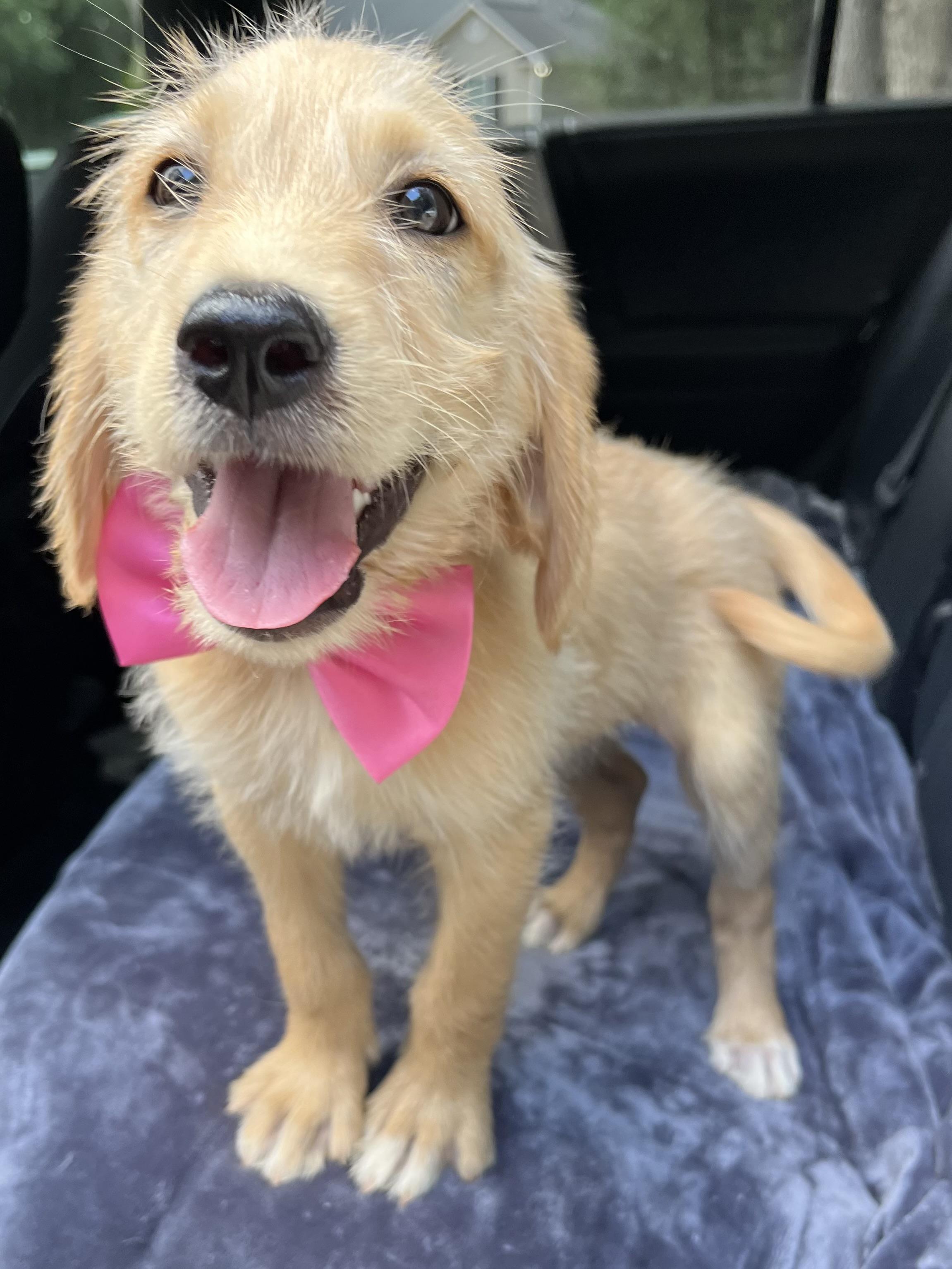 Sandy, a Adoptable mixed breed in Barnwell , SC image 2/6