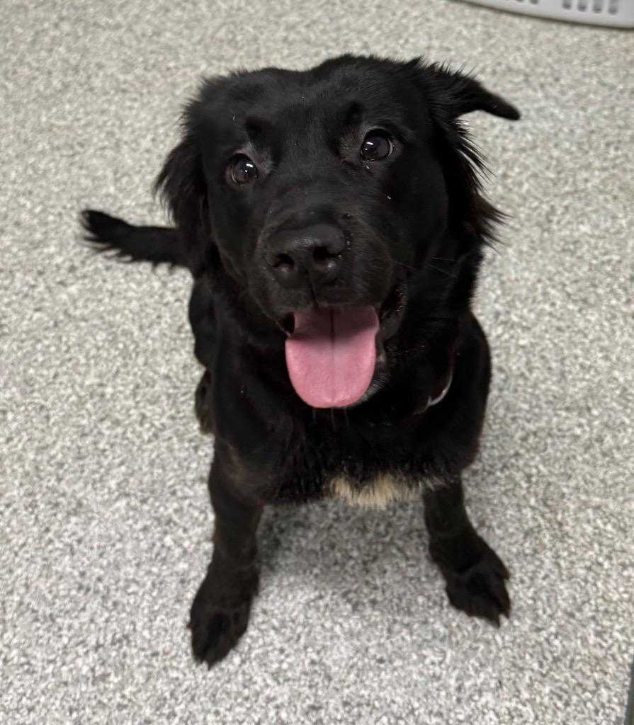 Stormy, Adoptable, Young Female Black Labrador Retriever & Mixed Breed.