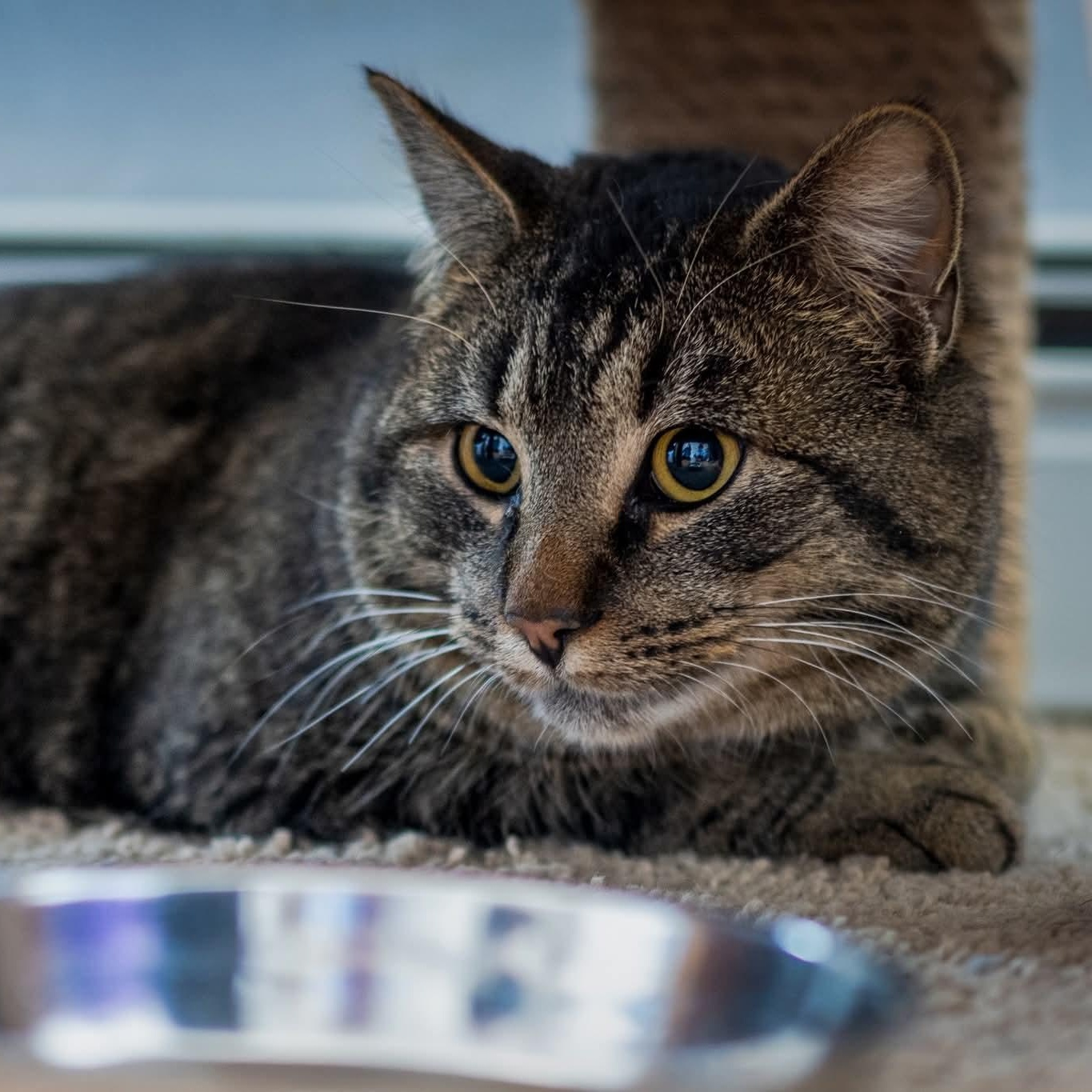 Grimley, Adoptable, Adult Male Domestic Short Hair.