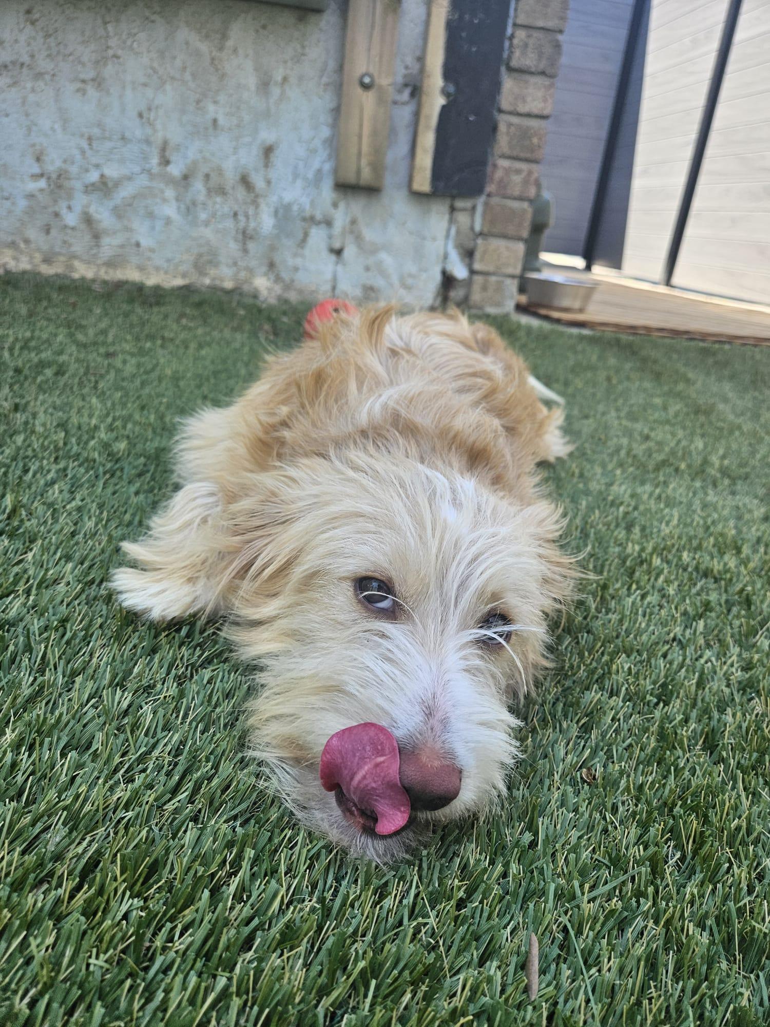 Teddy, an adopted mixed breed in Aurora, ON image 2/6
