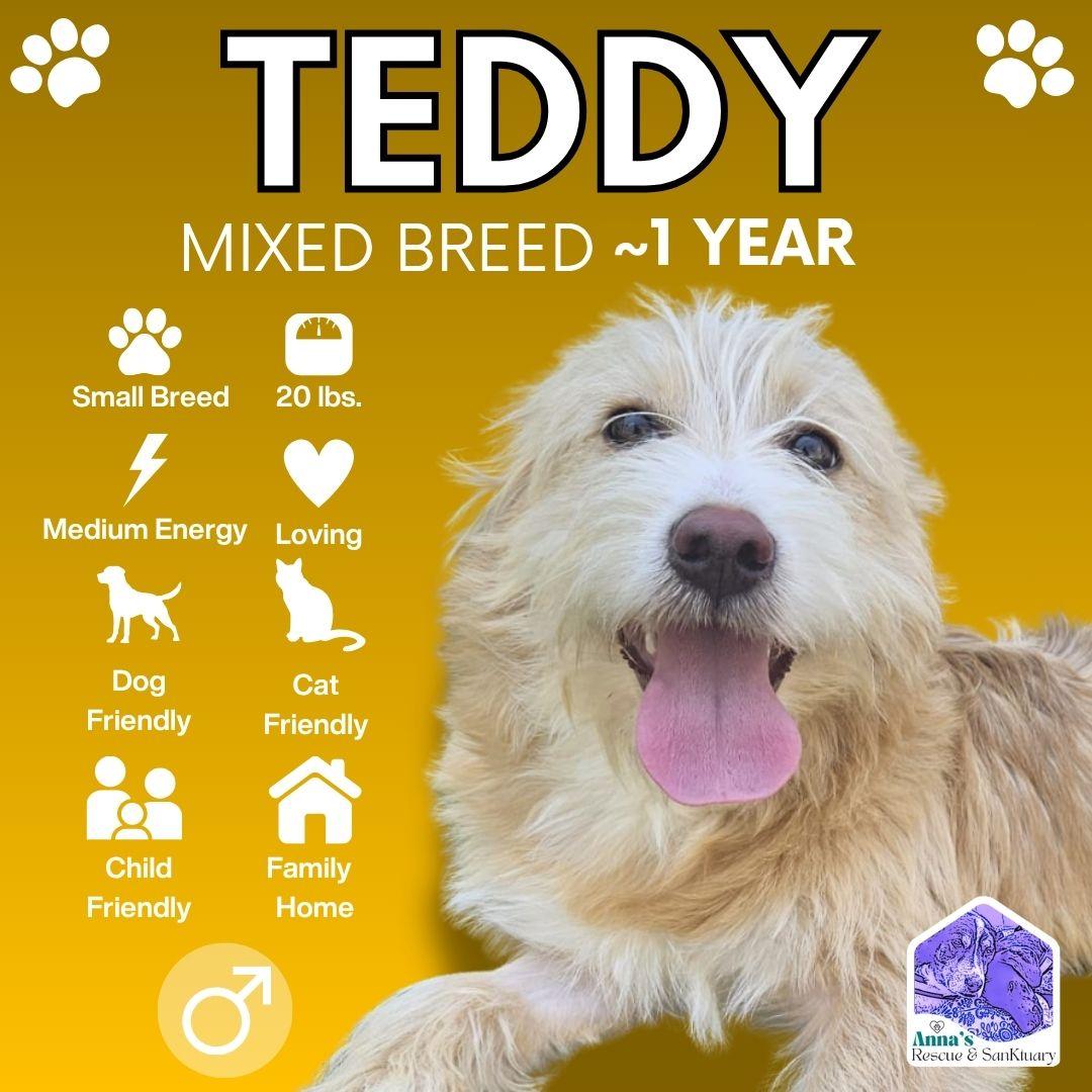 Teddy, an adopted mixed breed in Aurora, ON image 1/6