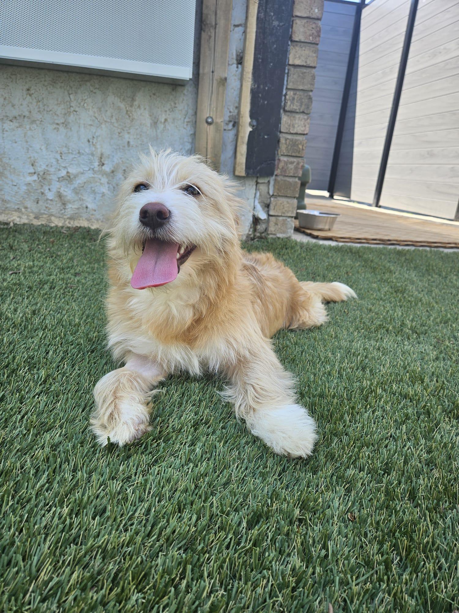 Teddy, an adopted mixed breed in Aurora, ON image 4/6