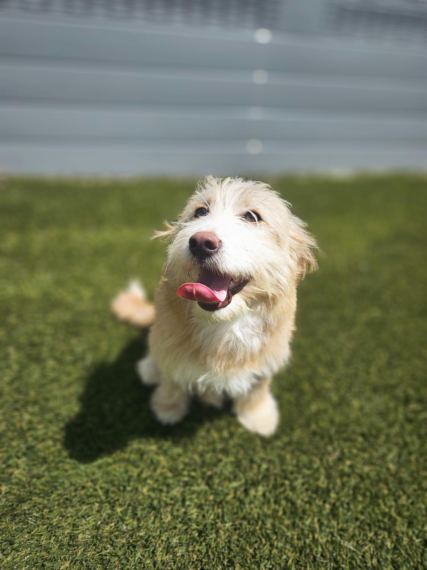 Teddy, an adopted mixed breed in Aurora, ON image 6/6