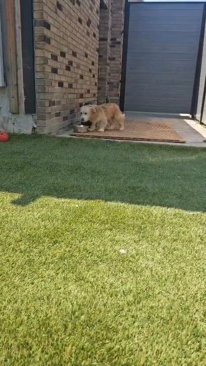 Enlarge Teddy, an adopted mixed breed in Aurora, ON video 5/6
