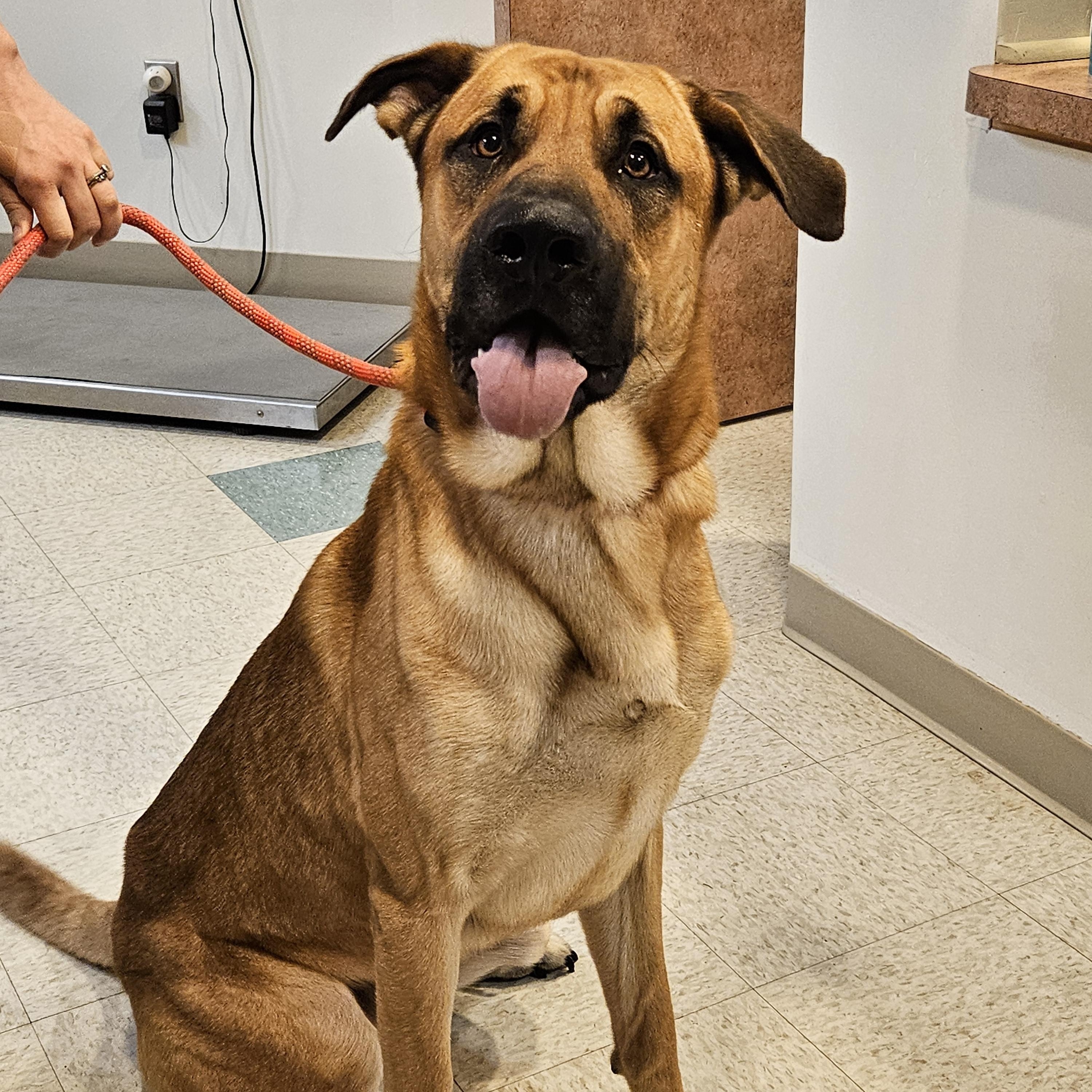 Kush, a ADOPTABLE Anatolian Shepherd in Bluffton, IN image 2/2