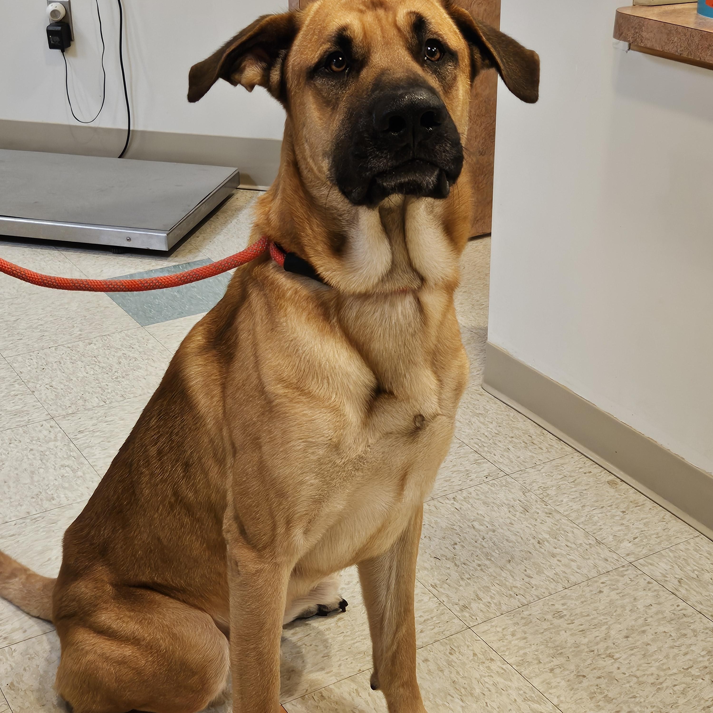 Kush, ADOPTABLE, Adult Male Anatolian Shepherd.