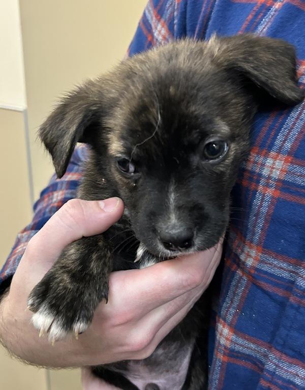 Rudolph, Adoptable, Puppy Male Mixed Breed.