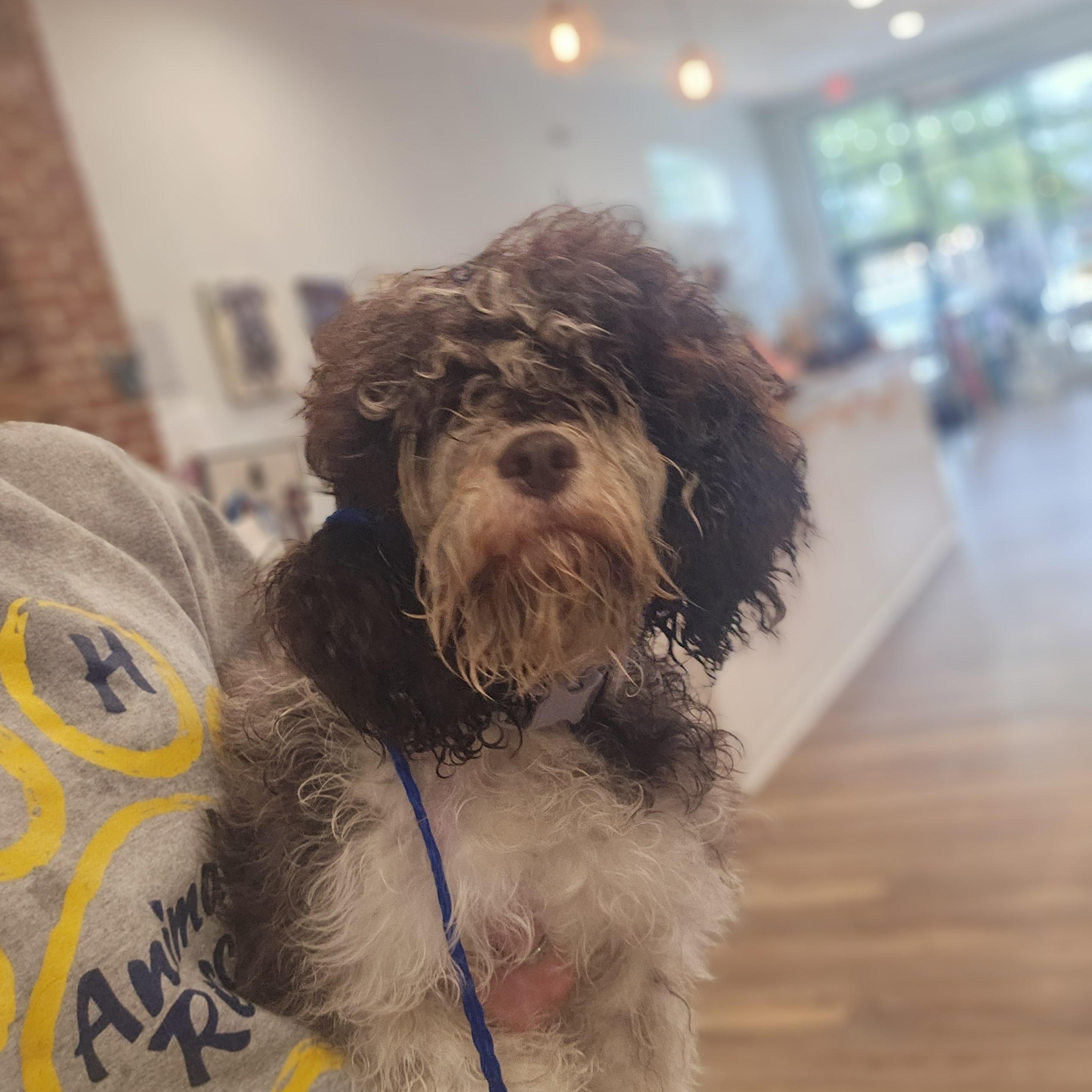 Enlarge Mocha so il, a Adoptable Cavapoo in MURPHYSBORO , IL image 6/6