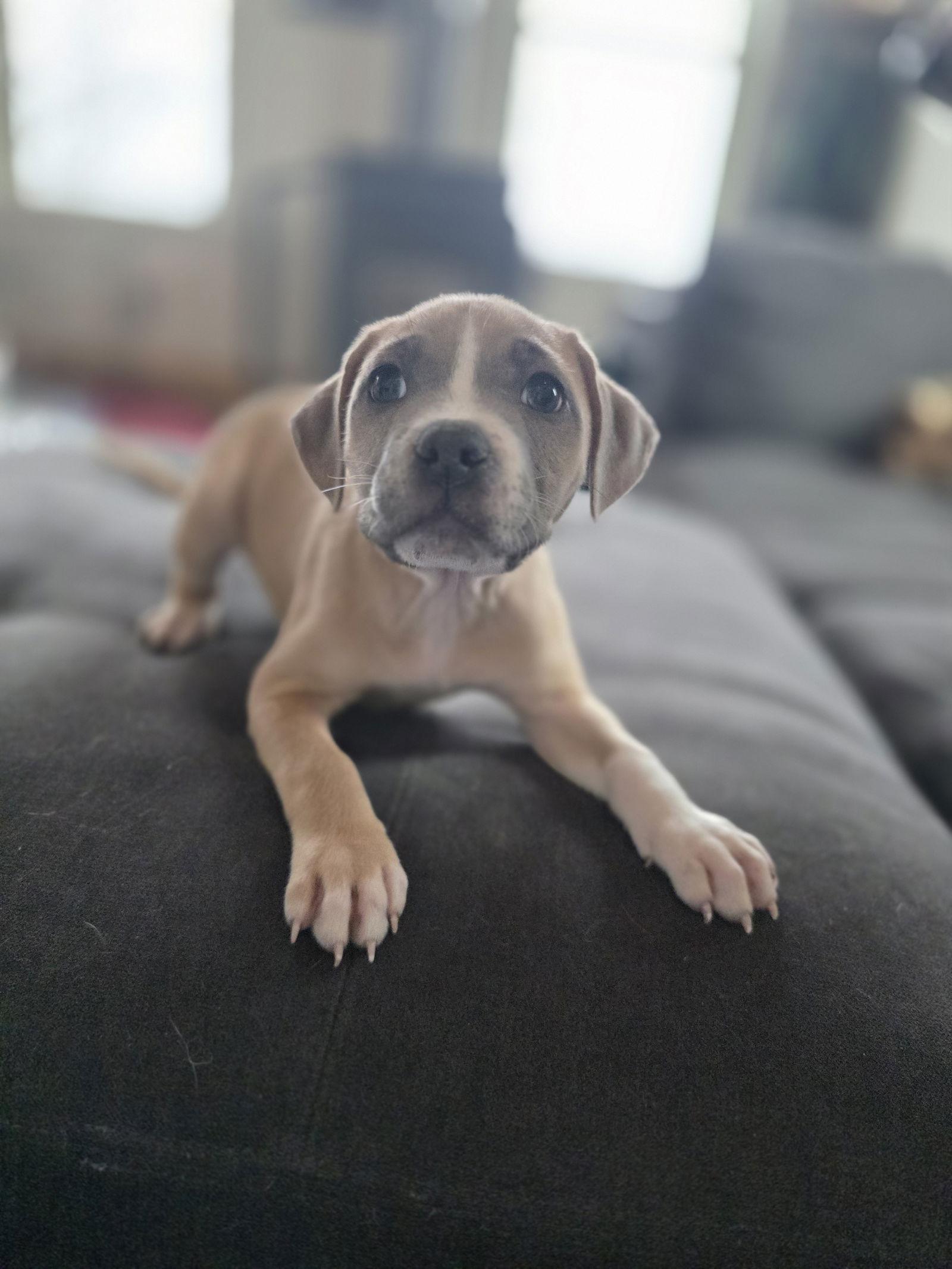 Enlarge Gloria, a Adoptable Pit Bull Terrier in New London, WI image 1/3