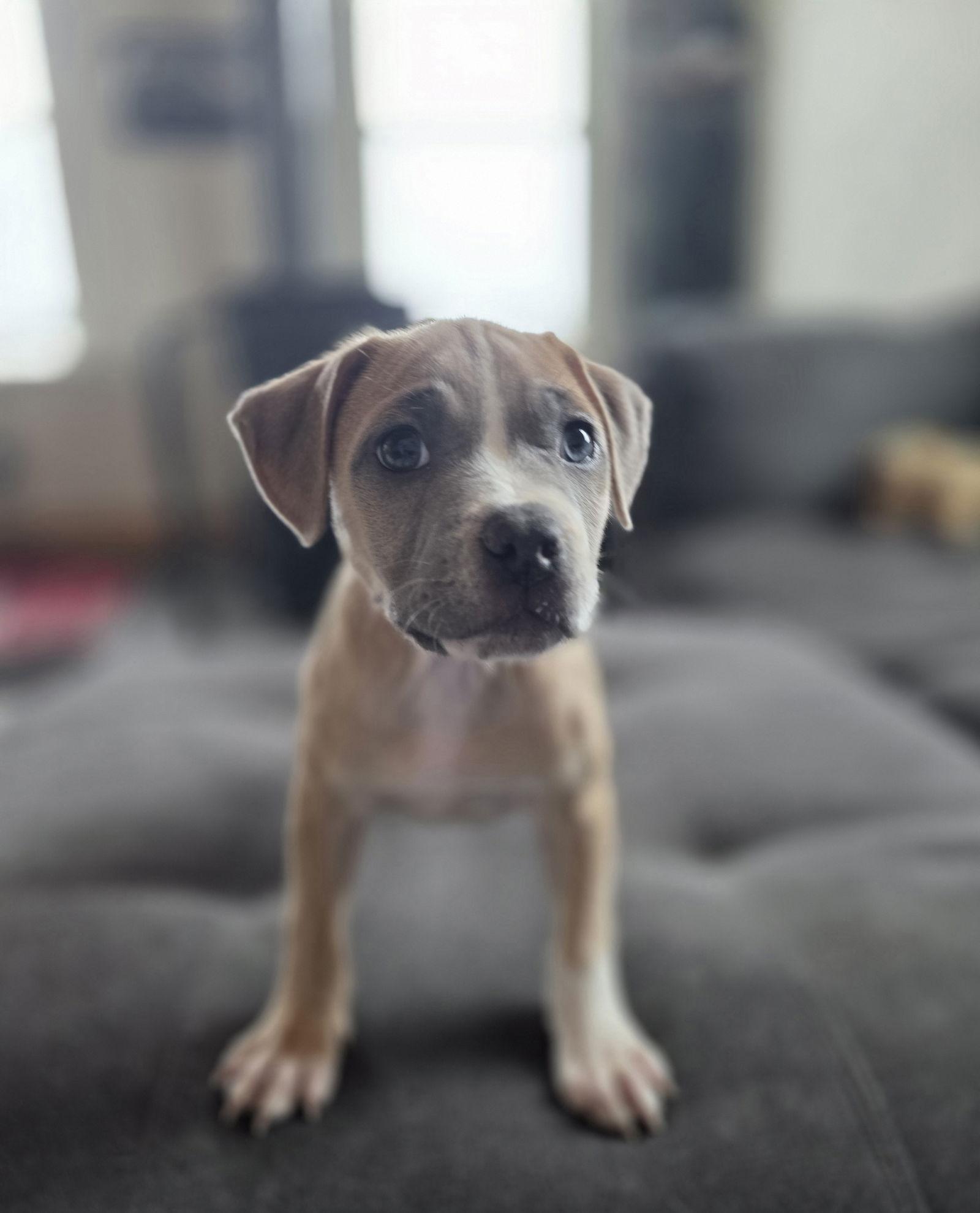 Enlarge Gloria, a Adoptable Pit Bull Terrier in New London, WI image 2/3