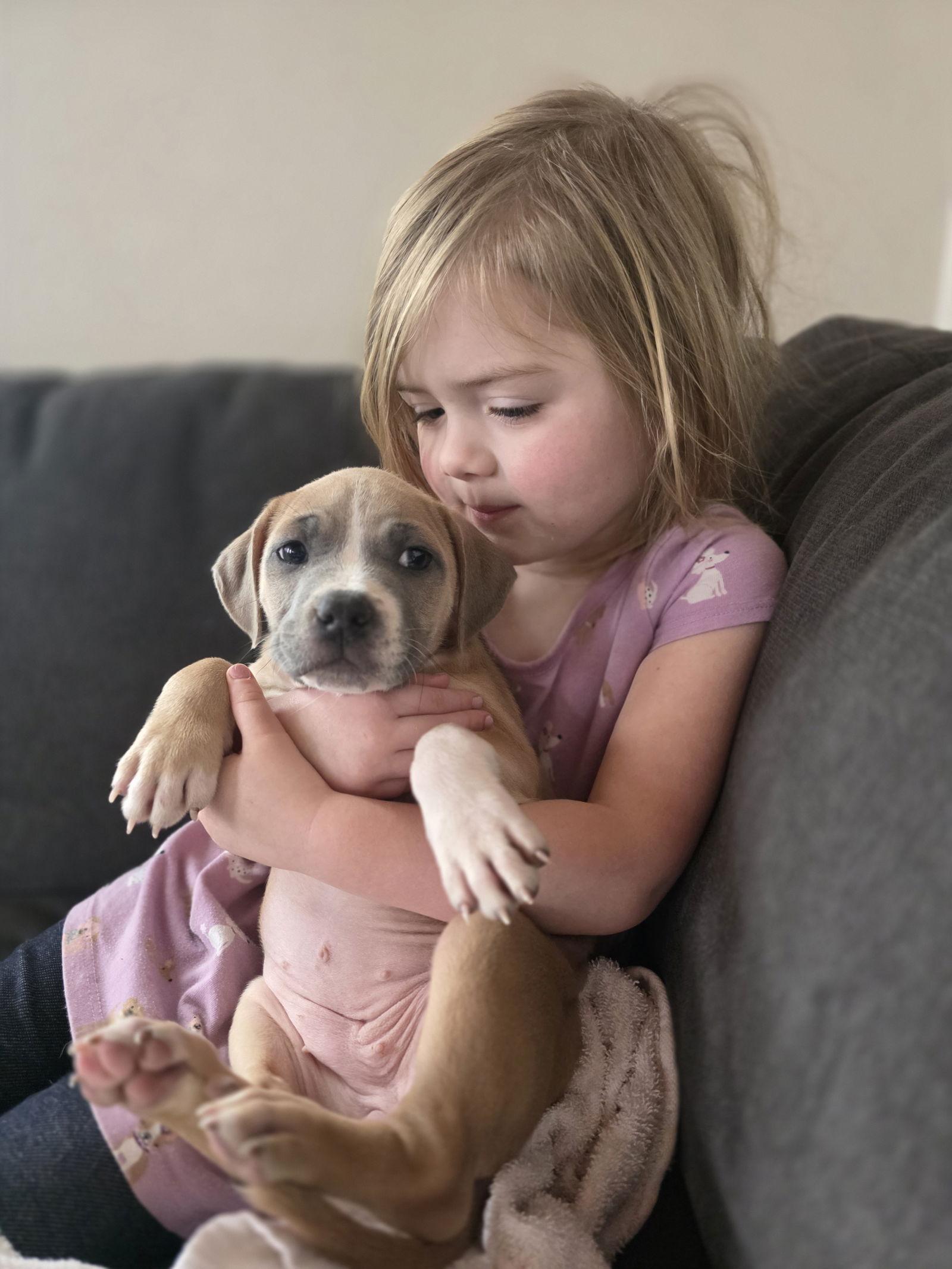 Enlarge Gloria, a Adoptable Pit Bull Terrier in New London, WI image 3/3