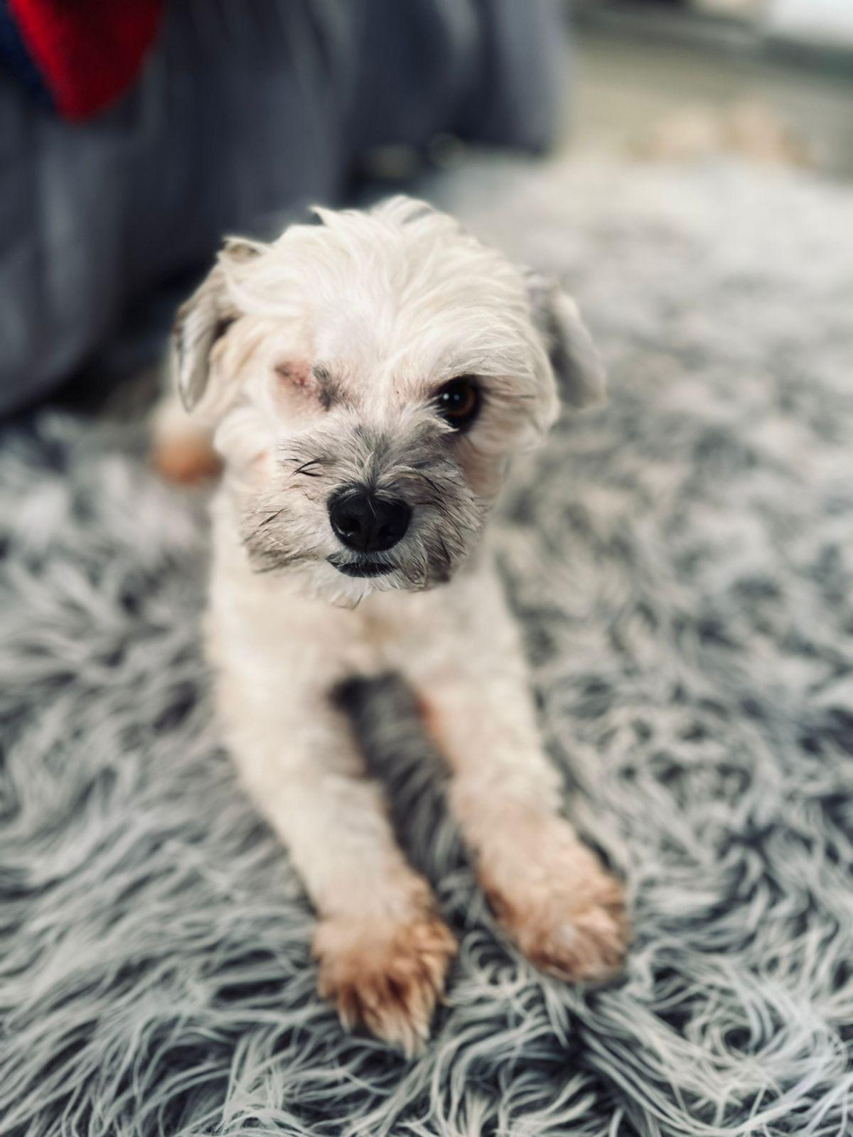 Enlarge Molly, a Adoptable Maltese in Poway, CA image 1/3