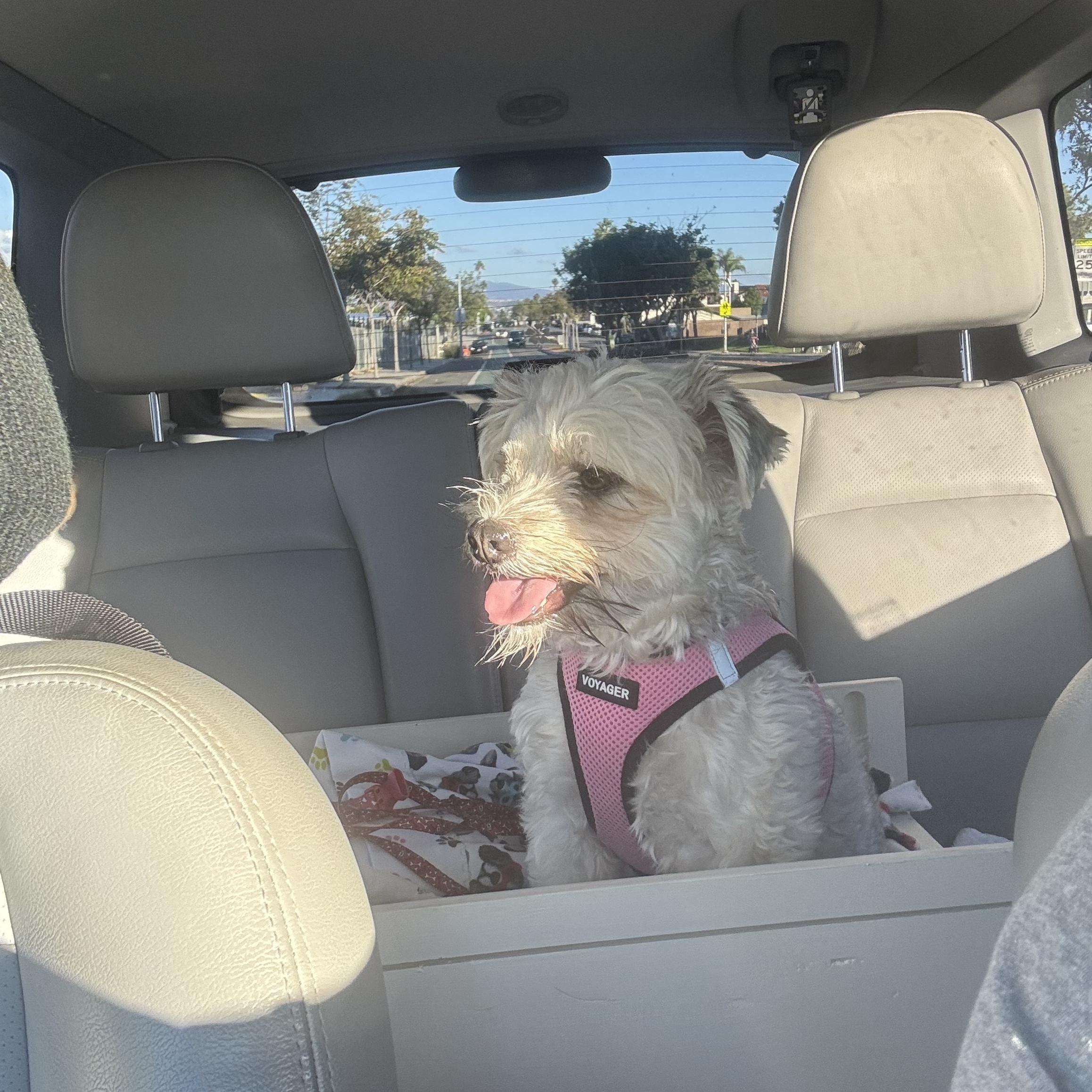 Enlarge Molly, a Adoptable Maltese in Poway, CA image 2/3