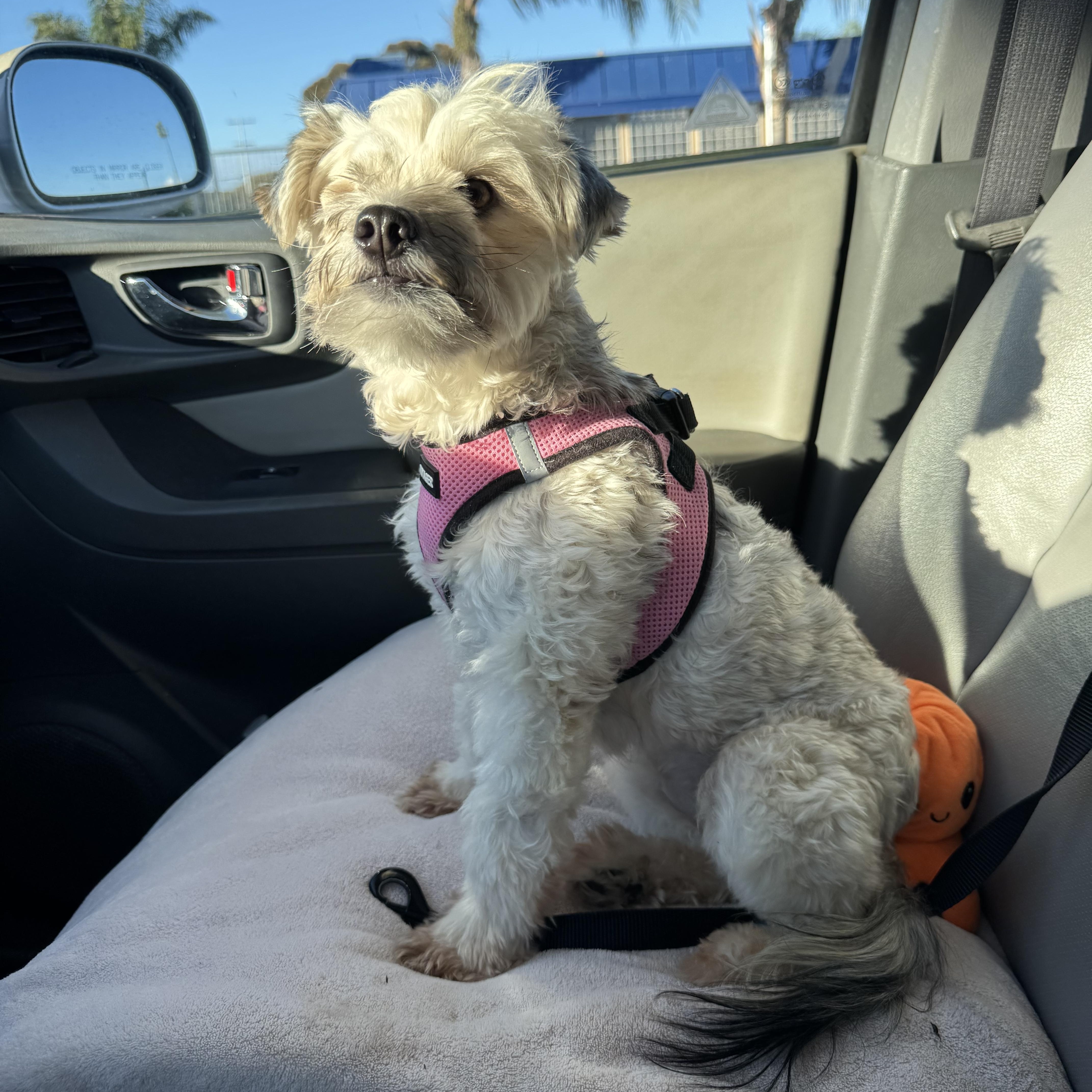 Enlarge Molly, a Adoptable Maltese in Poway, CA image 3/3